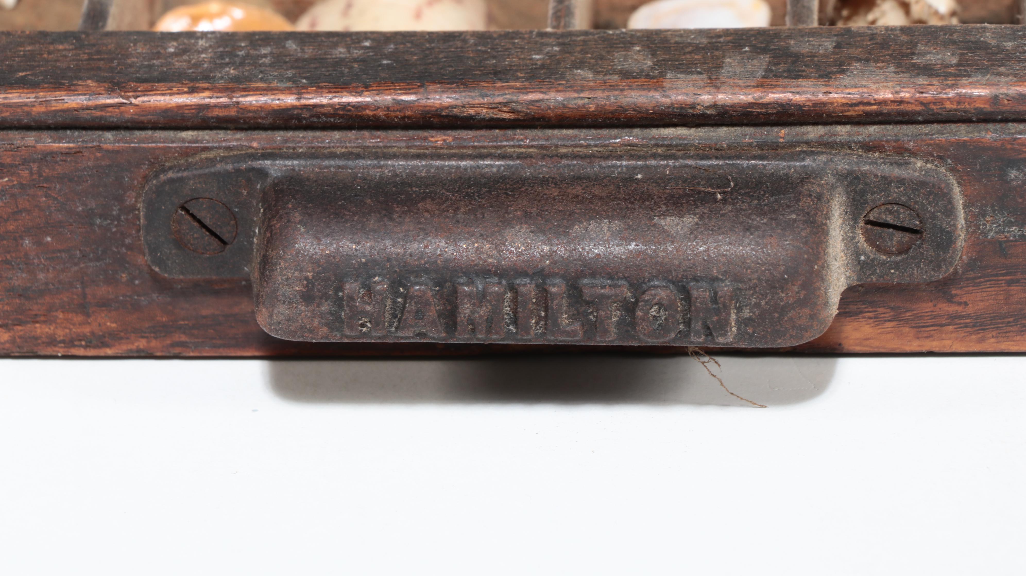 Scallops, Augers, Olive Shells, and More Shells in Wooden Letterpress Drawer