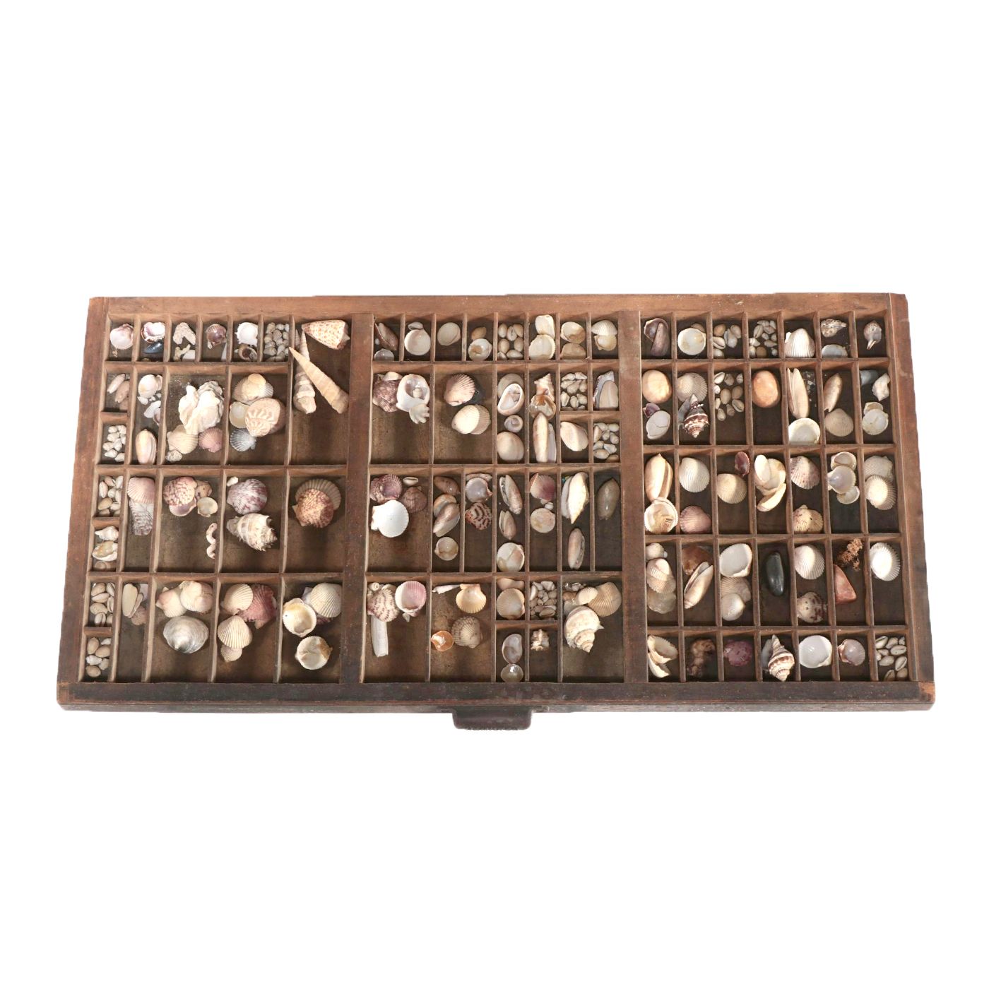 Scallops, Augers, Olive Shells, and More Shells in Wooden Letterpress Drawer