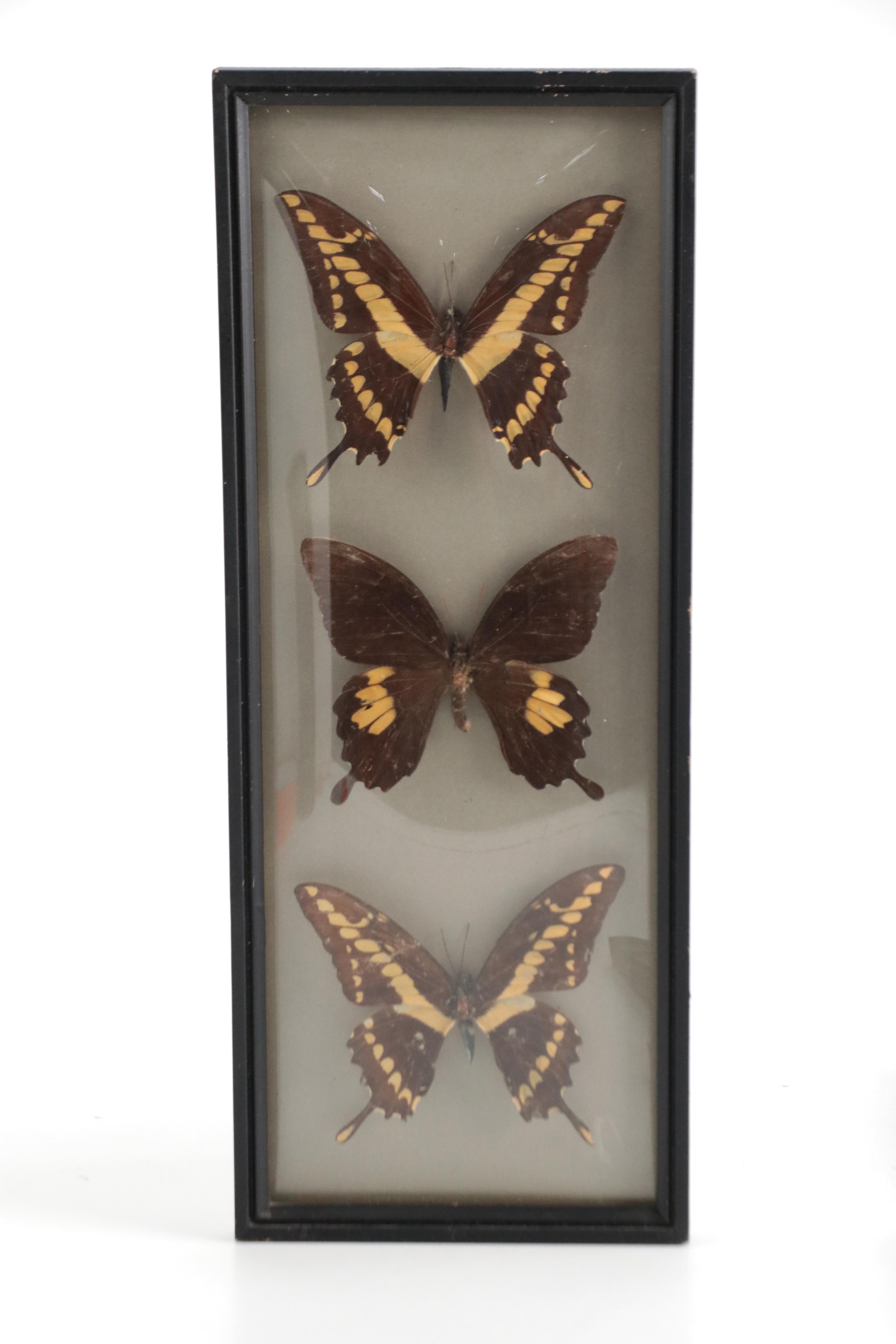 Taxidermy King Swallowtails, White-Head Batwing, Julia, More Butterfly Specimens
