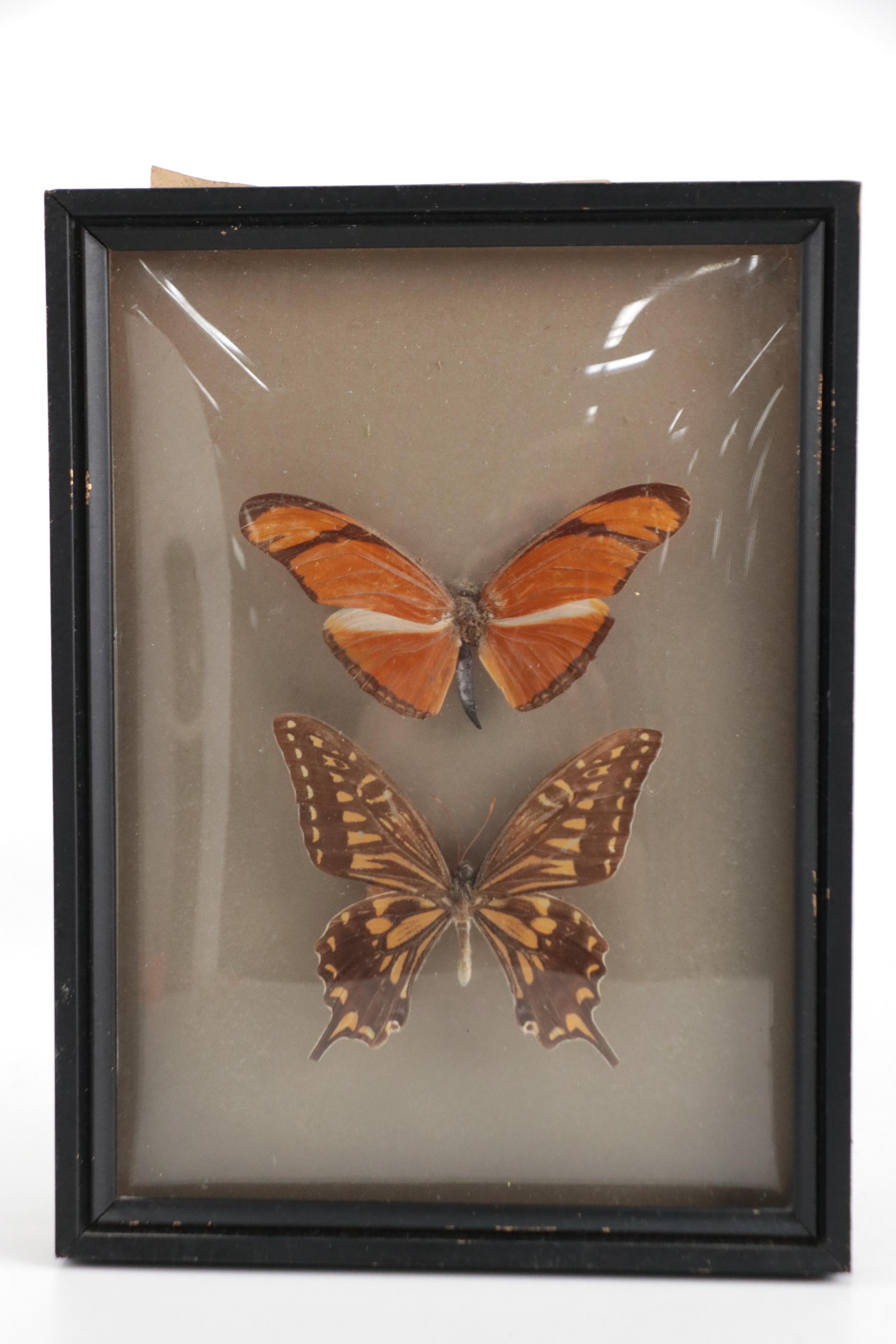 Taxidermy King Swallowtails, White-Head Batwing, Julia, More Butterfly Specimens