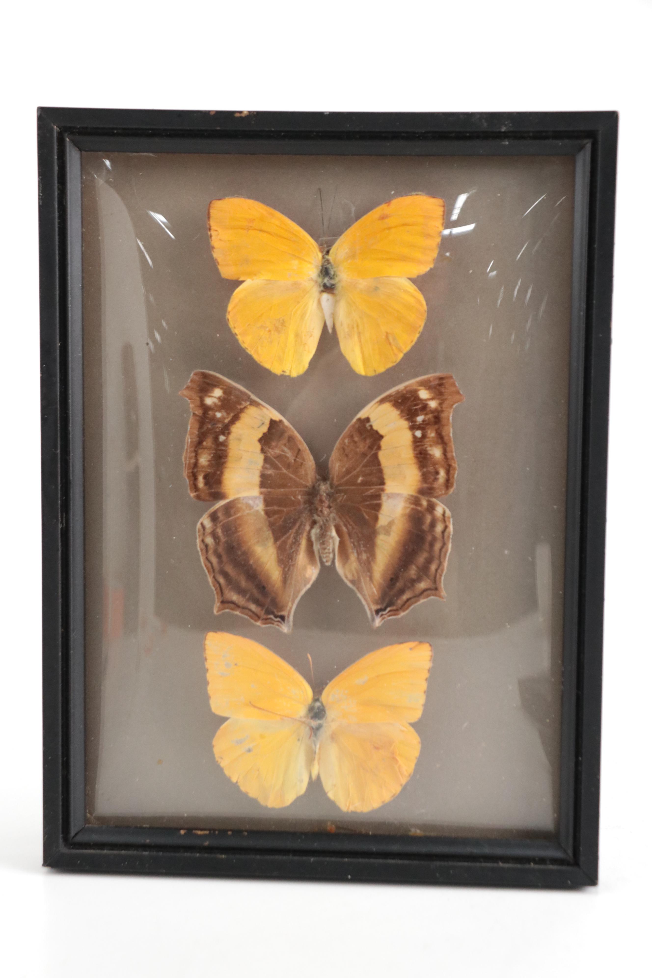 Taxidermy King Swallowtails, White-Head Batwing, Julia, More Butterfly Specimens