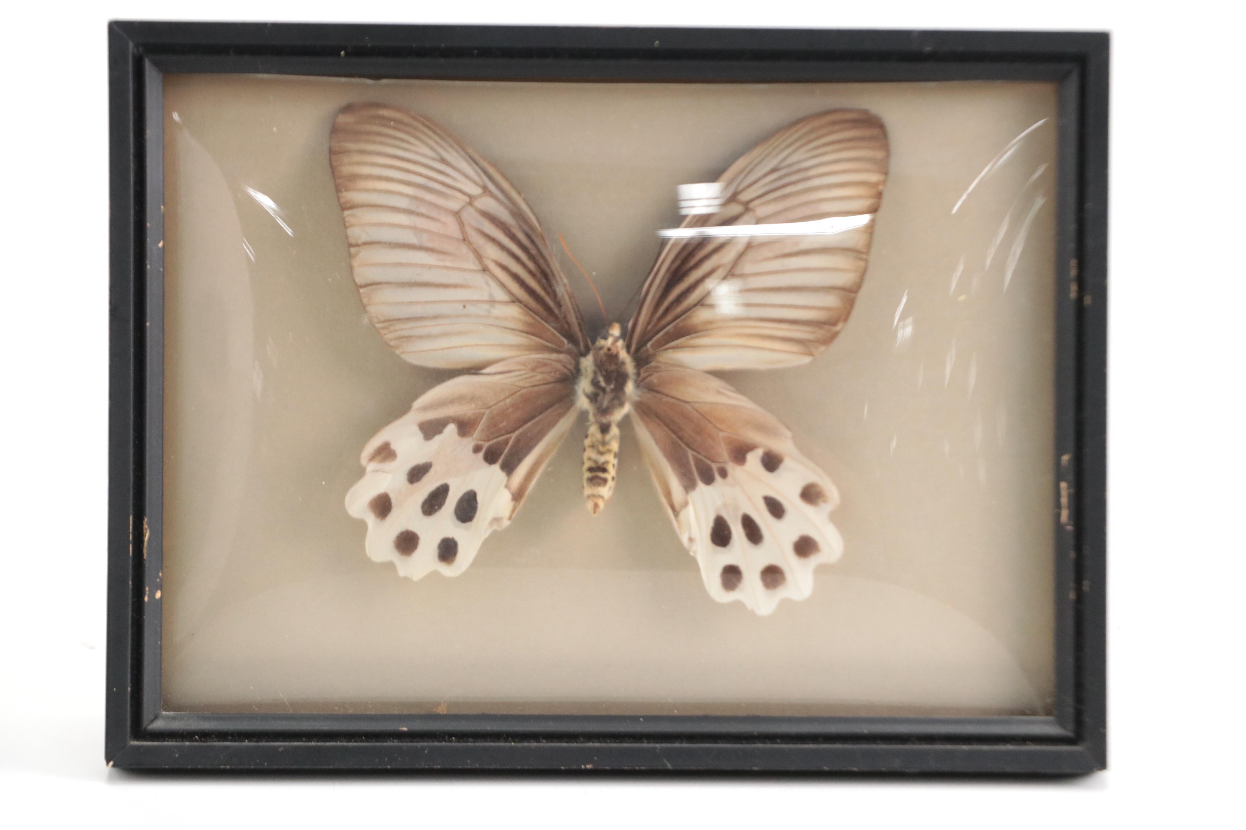 Taxidermy King Swallowtails, White-Head Batwing, Julia, More Butterfly Specimens