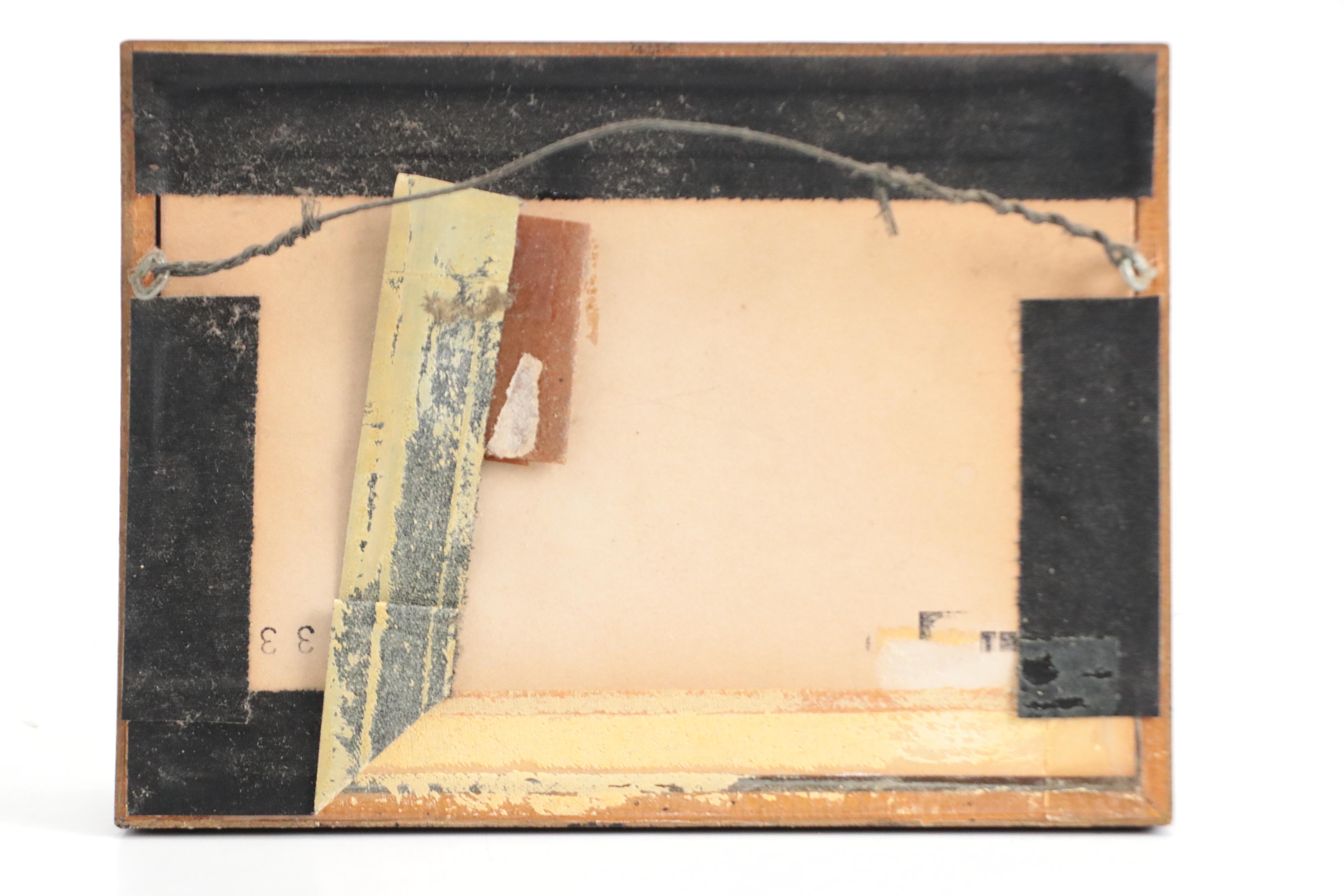 Taxidermy King Swallowtails, White-Head Batwing, Julia, More Butterfly Specimens