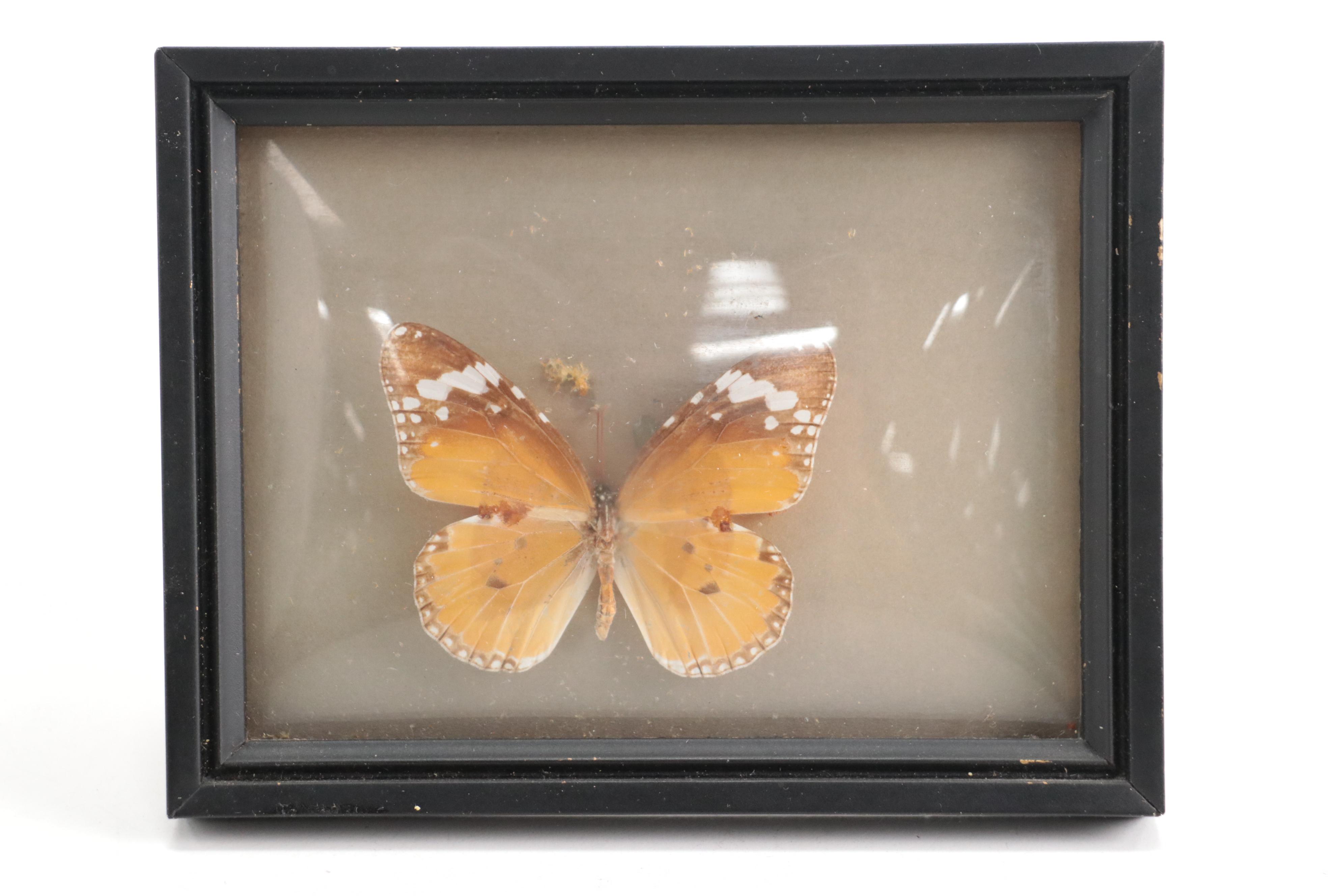 Taxidermy King Swallowtails, White-Head Batwing, Julia, More Butterfly Specimens