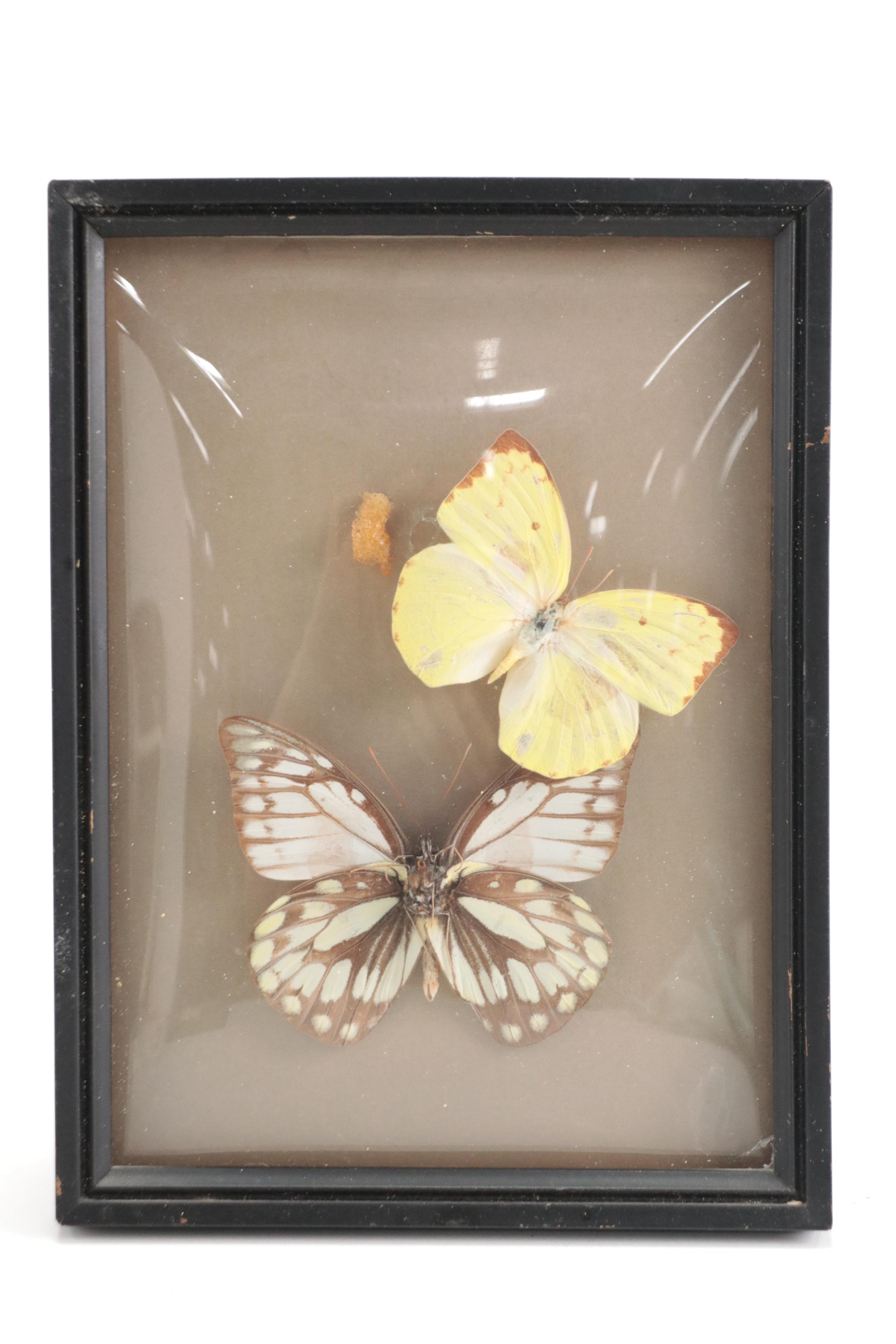 Taxidermy King Swallowtails, White-Head Batwing, Julia, More Butterfly Specimens