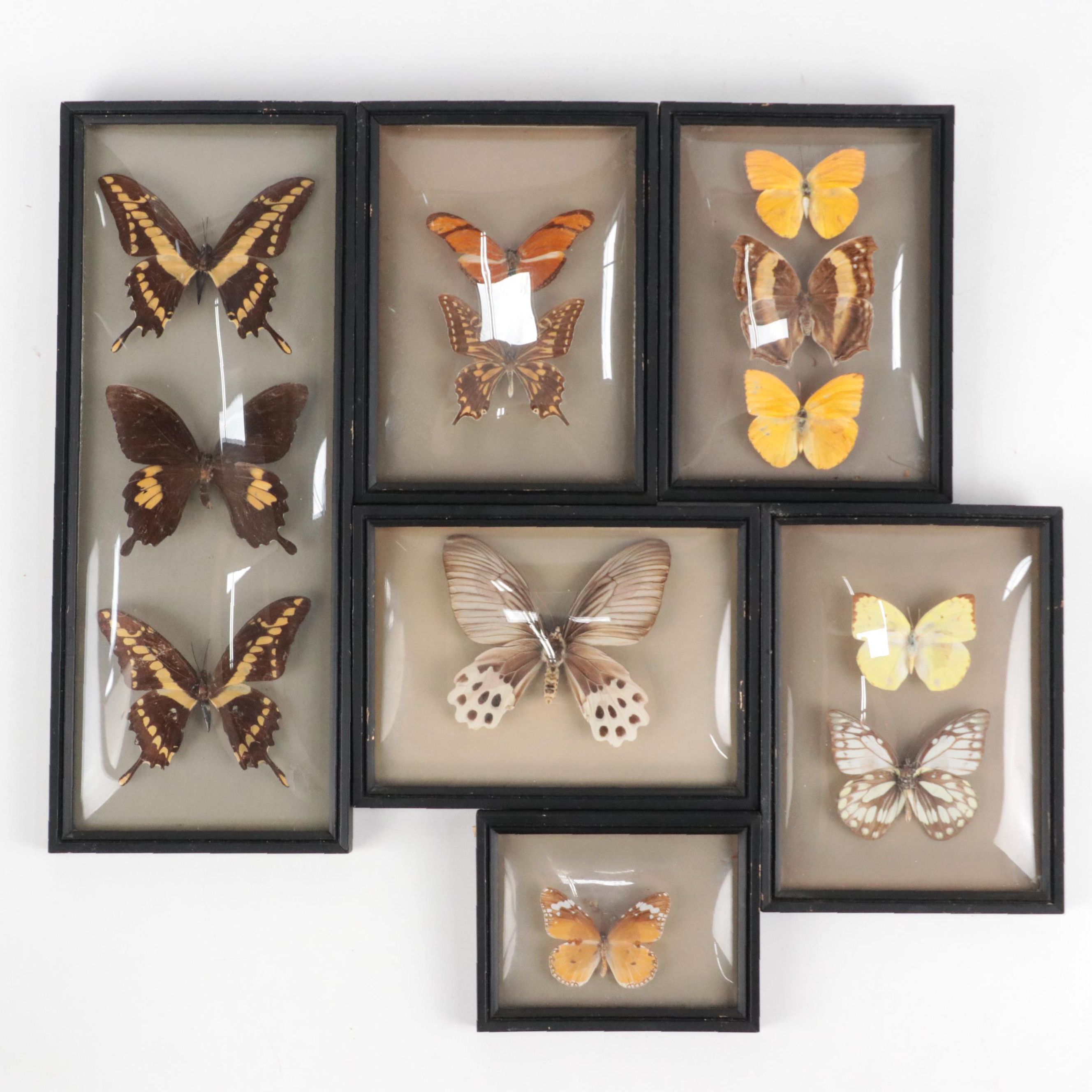 Taxidermy King Swallowtails, White-Head Batwing, Julia, More Butterfly Specimens