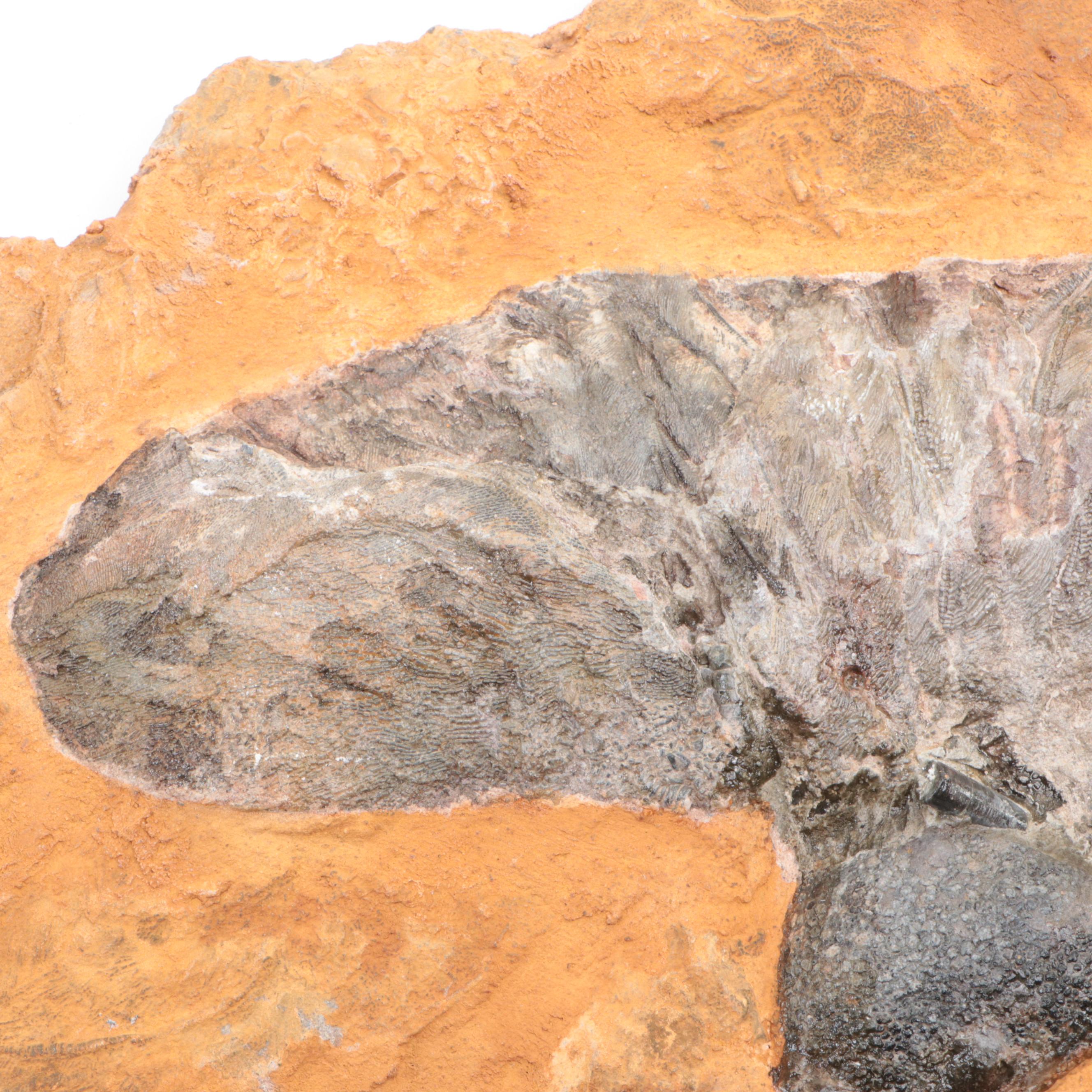 Large Crinoid Fossil Specimen in Matrix