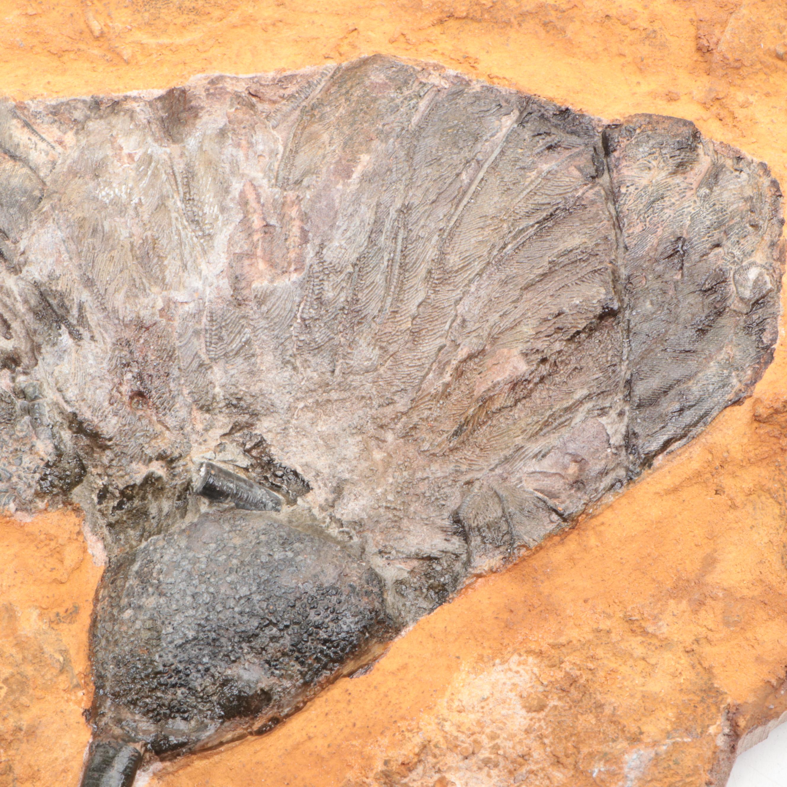 Large Crinoid Fossil Specimen in Matrix