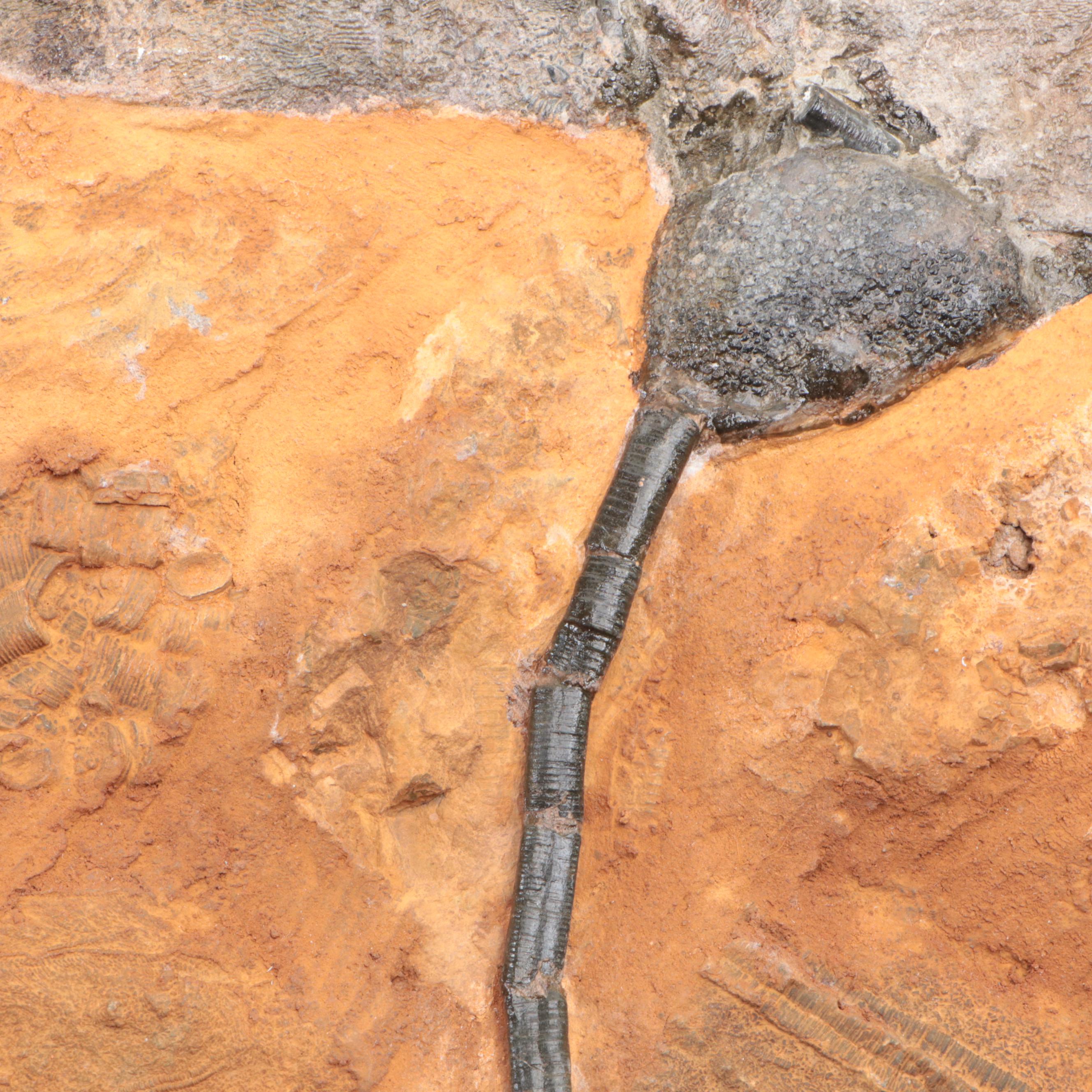 Large Crinoid Fossil Specimen in Matrix