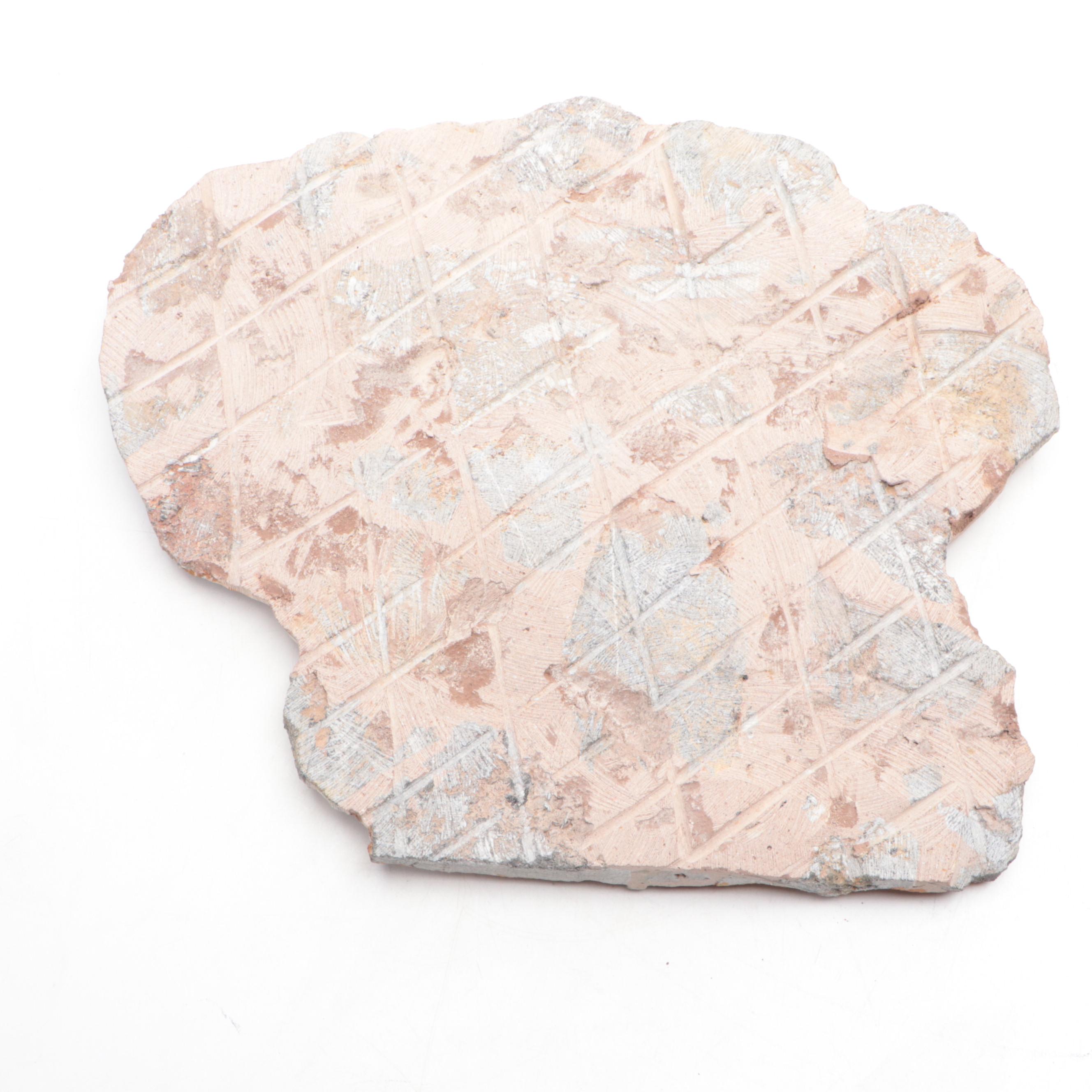 Large Crinoid Fossil Specimen in Matrix