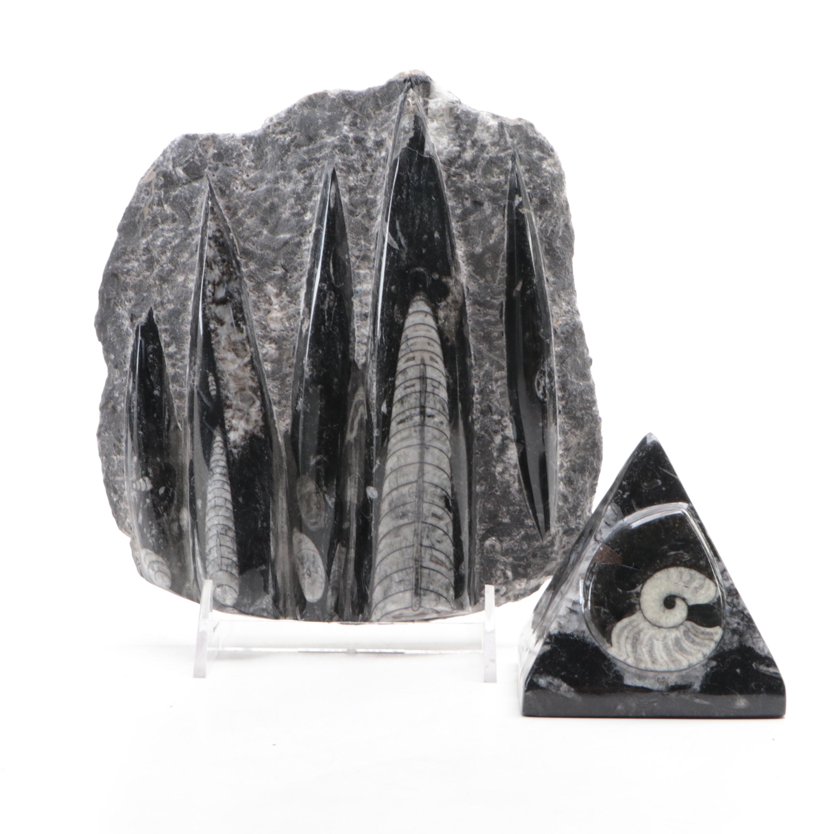 Polished Orthoceras and Ammonoid Composite Fossil Plate and Pyramid