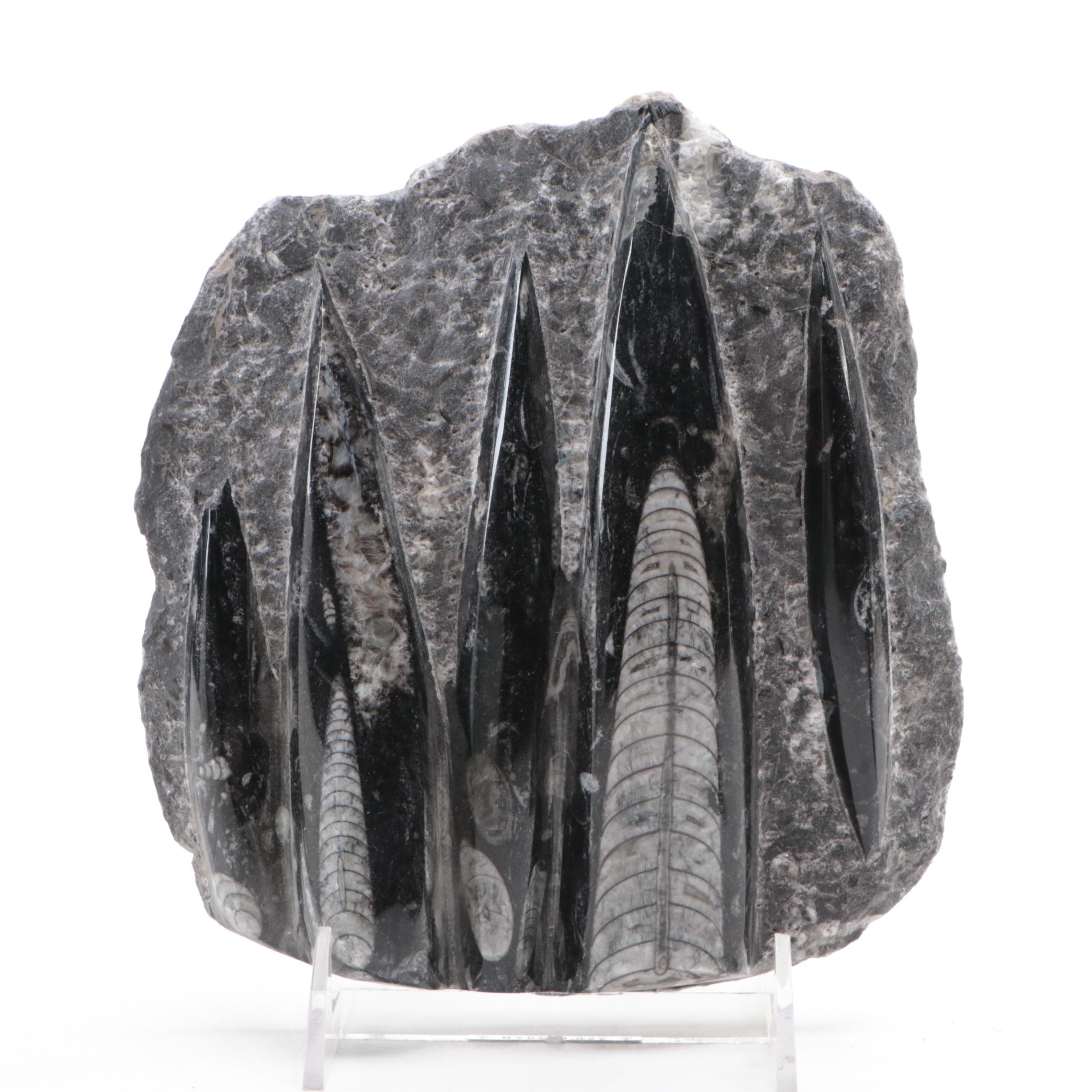 Polished Orthoceras and Ammonoid Composite Fossil Plate and Pyramid