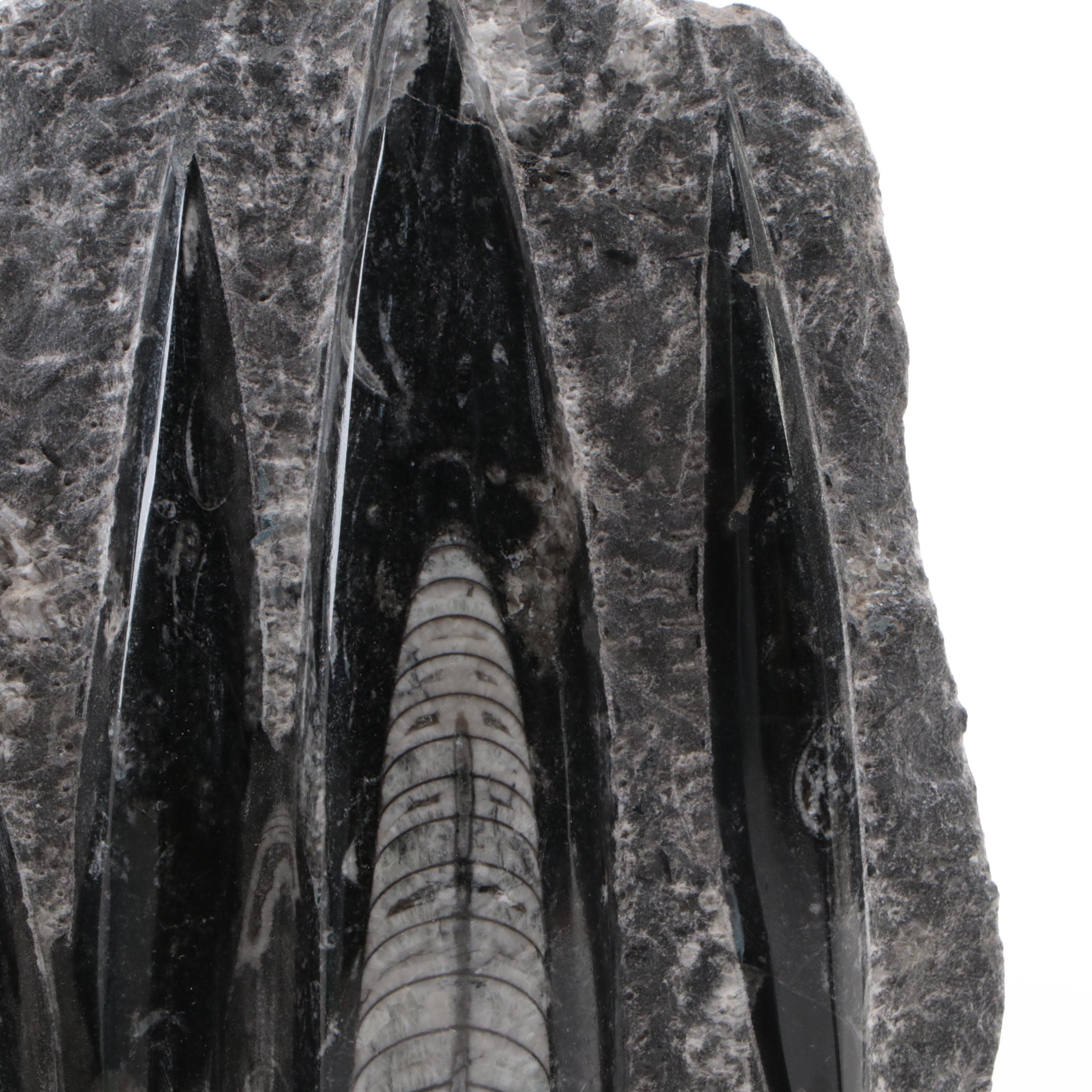 Polished Orthoceras and Ammonoid Composite Fossil Plate and Pyramid