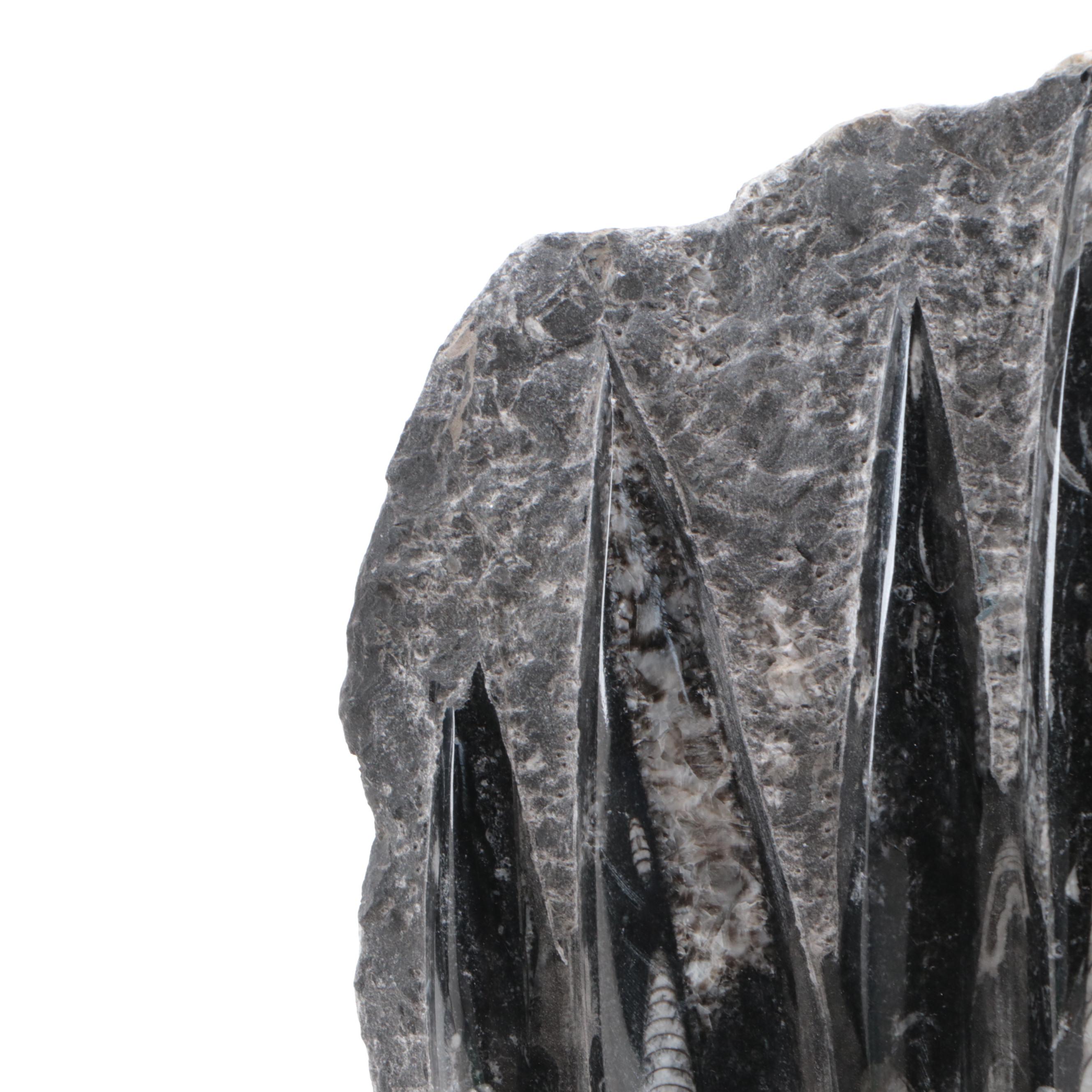 Polished Orthoceras and Ammonoid Composite Fossil Plate and Pyramid