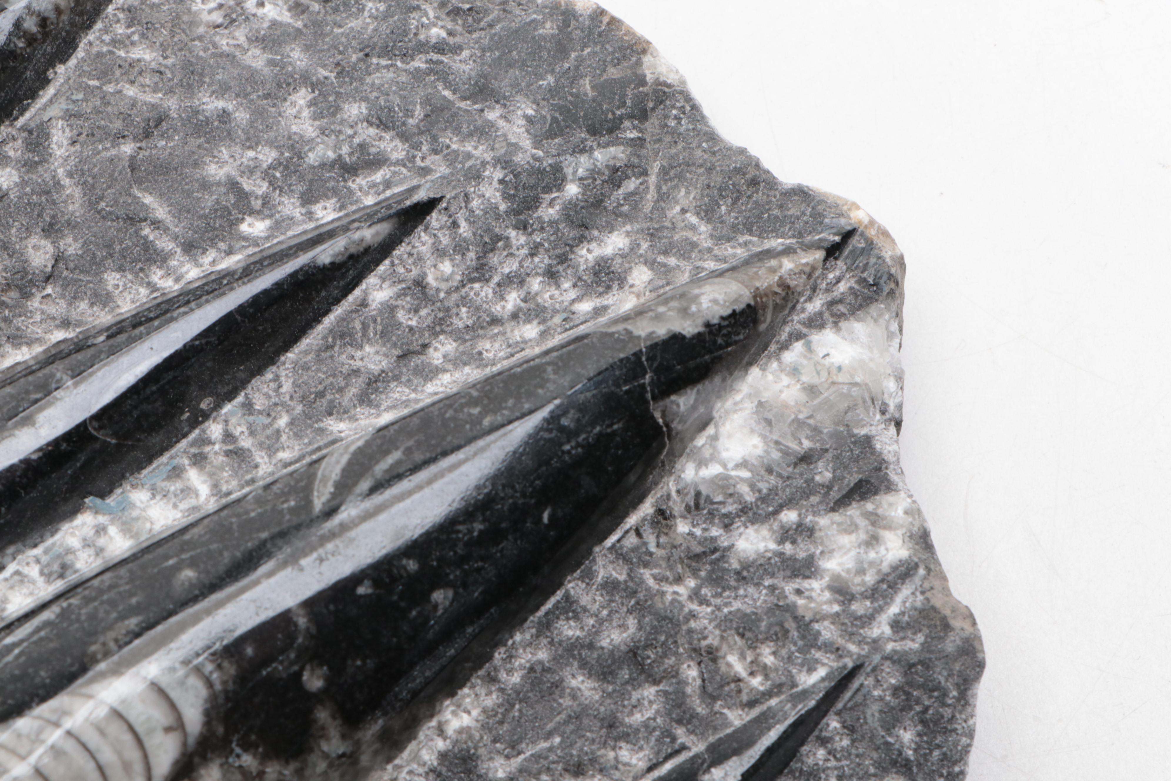 Polished Orthoceras and Ammonoid Composite Fossil Plate and Pyramid