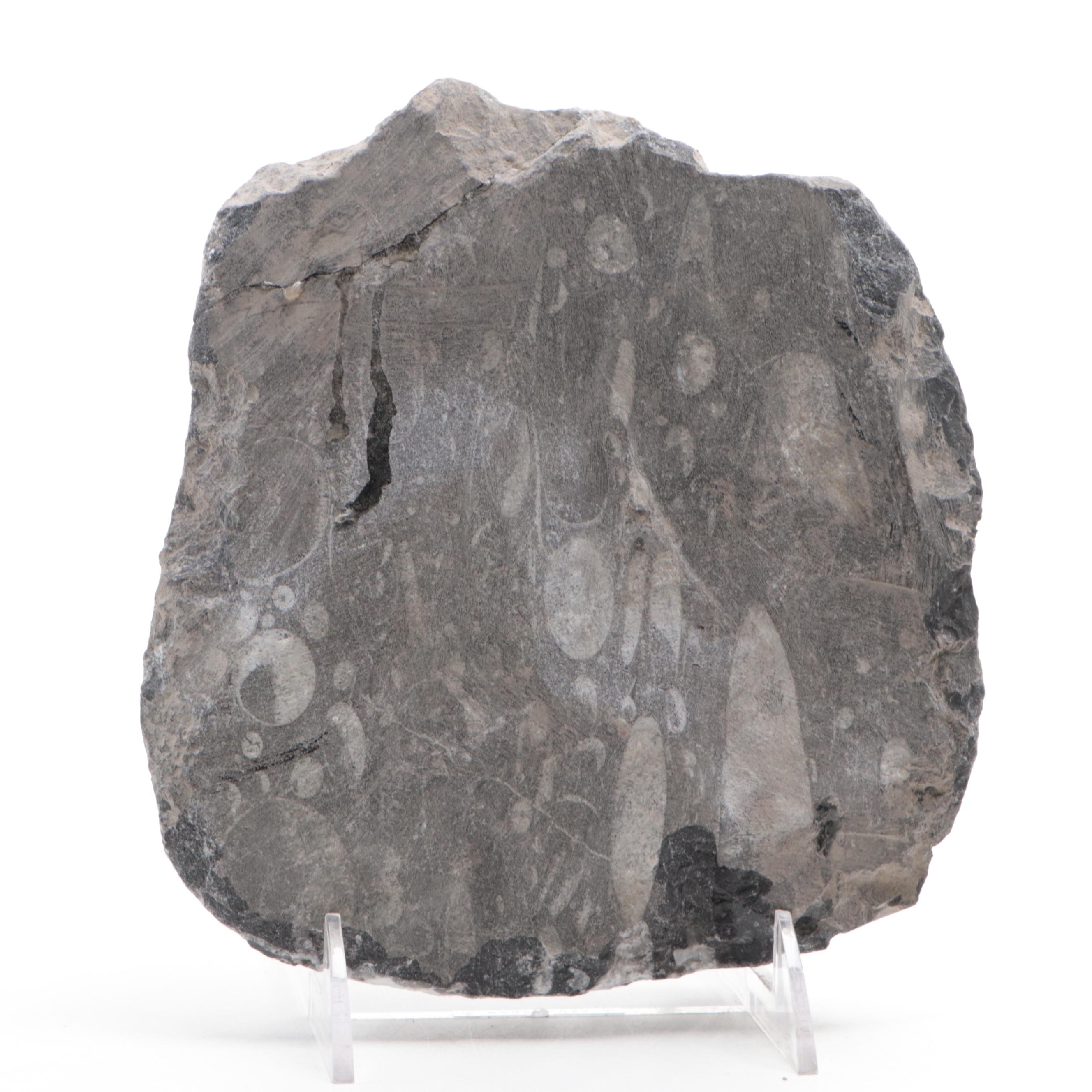 Polished Orthoceras and Ammonoid Composite Fossil Plate and Pyramid