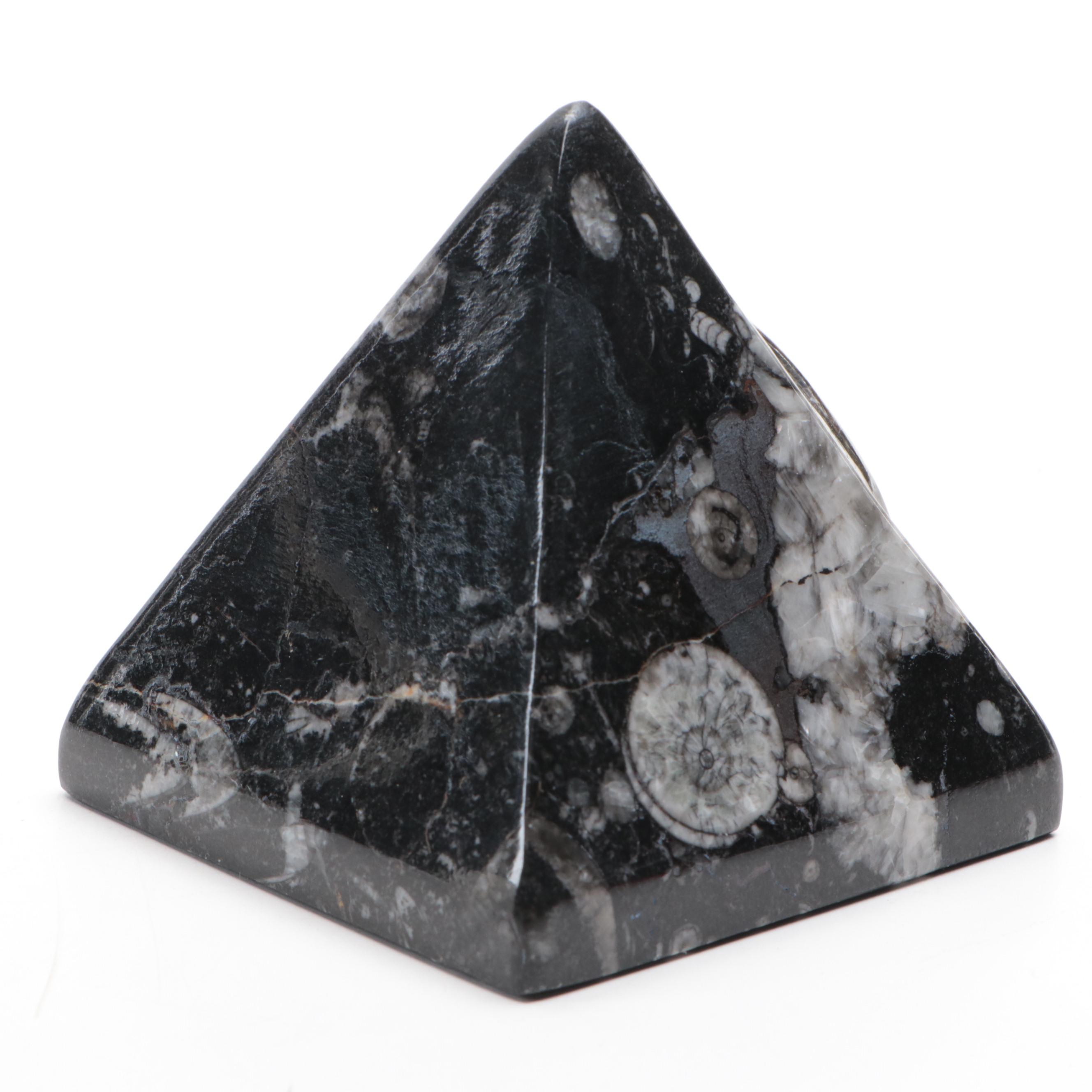 Polished Orthoceras and Ammonoid Composite Fossil Plate and Pyramid