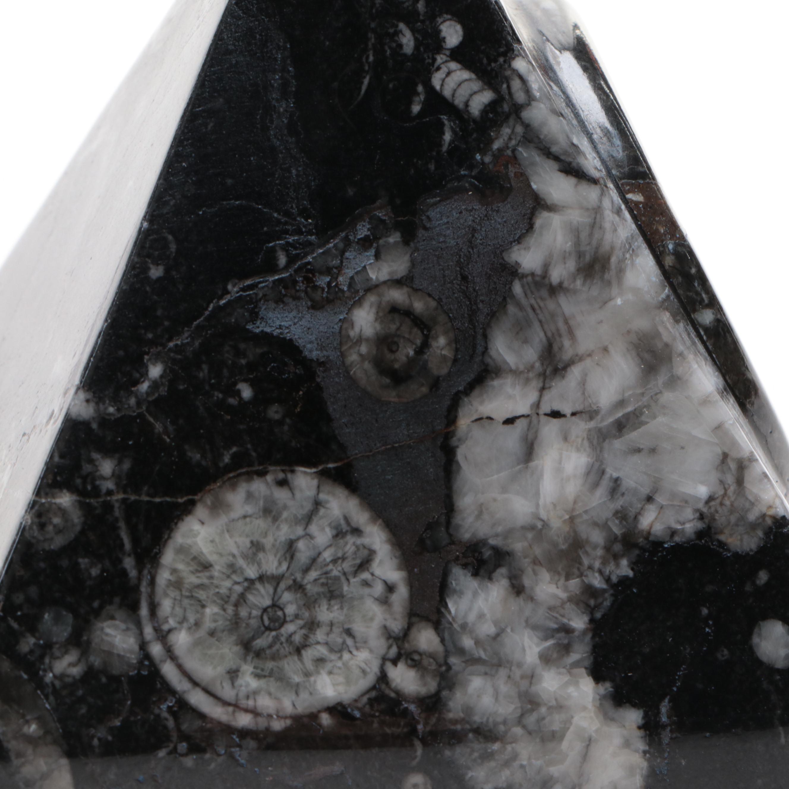 Polished Orthoceras and Ammonoid Composite Fossil Plate and Pyramid