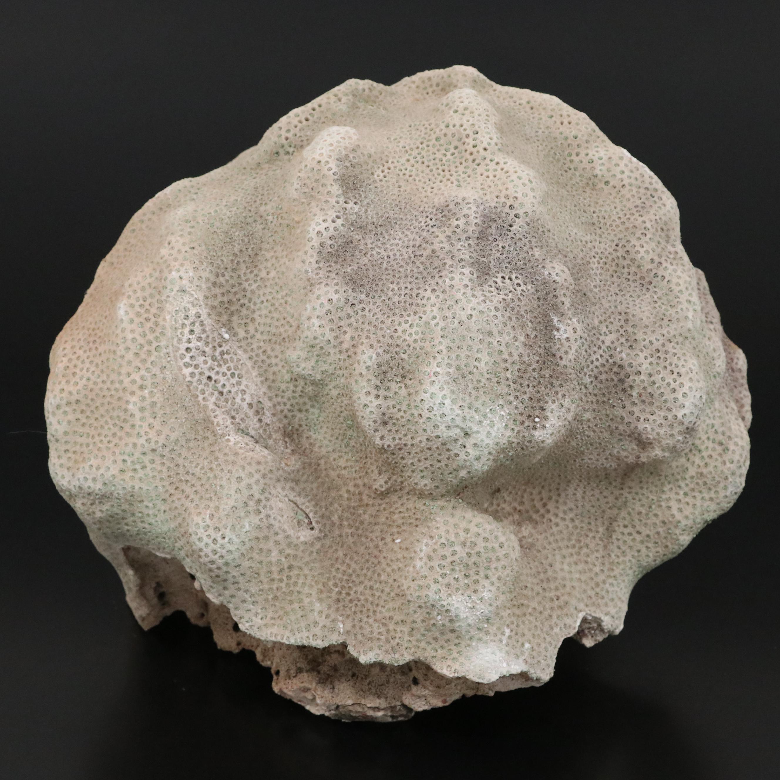 Fossil Scleractinian Boulder Star Coral Specimen