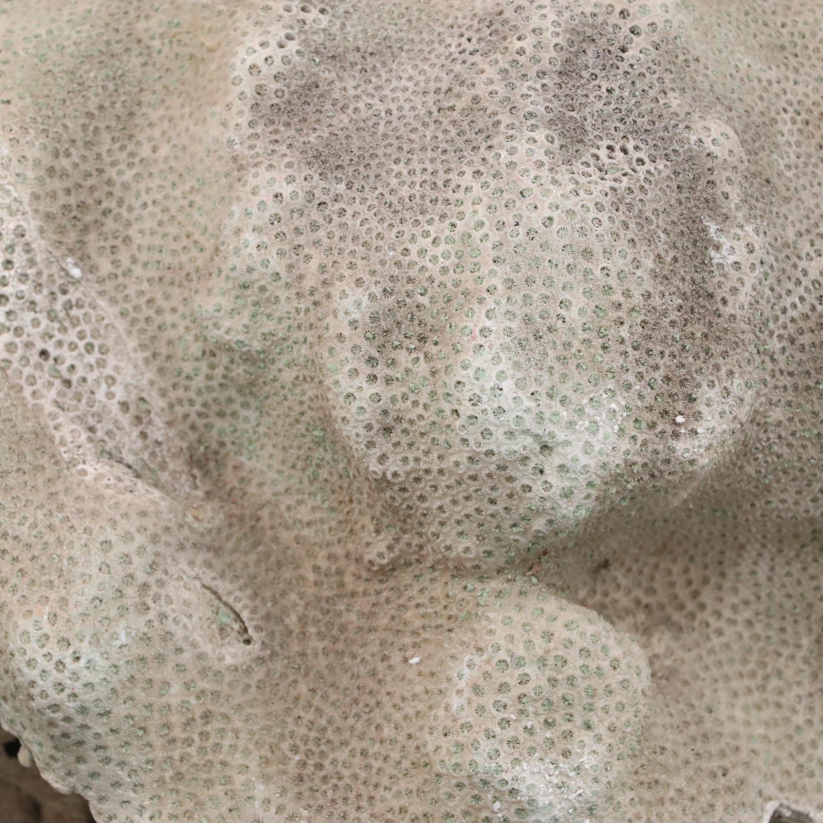 Fossil Scleractinian Boulder Star Coral Specimen