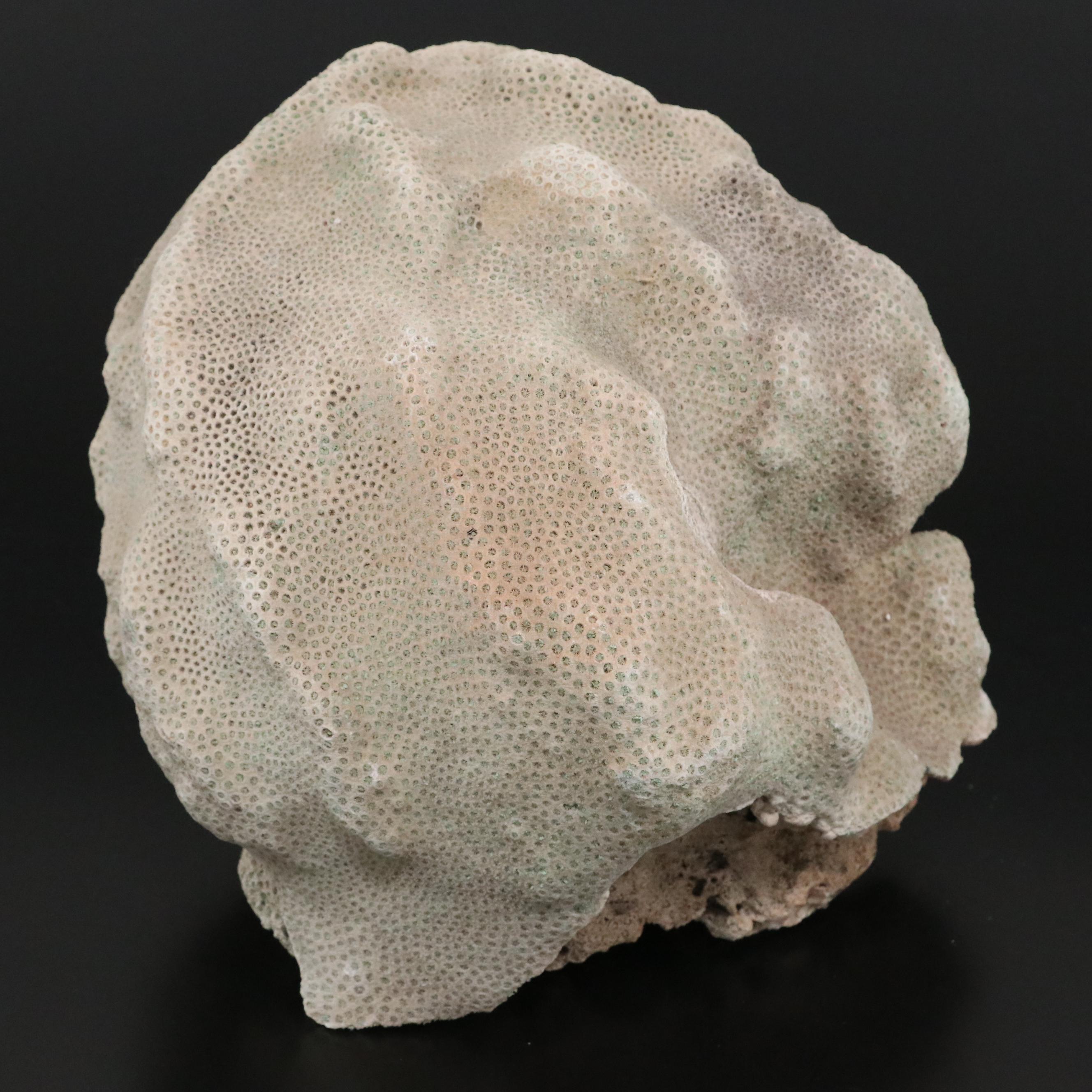 Fossil Scleractinian Boulder Star Coral Specimen