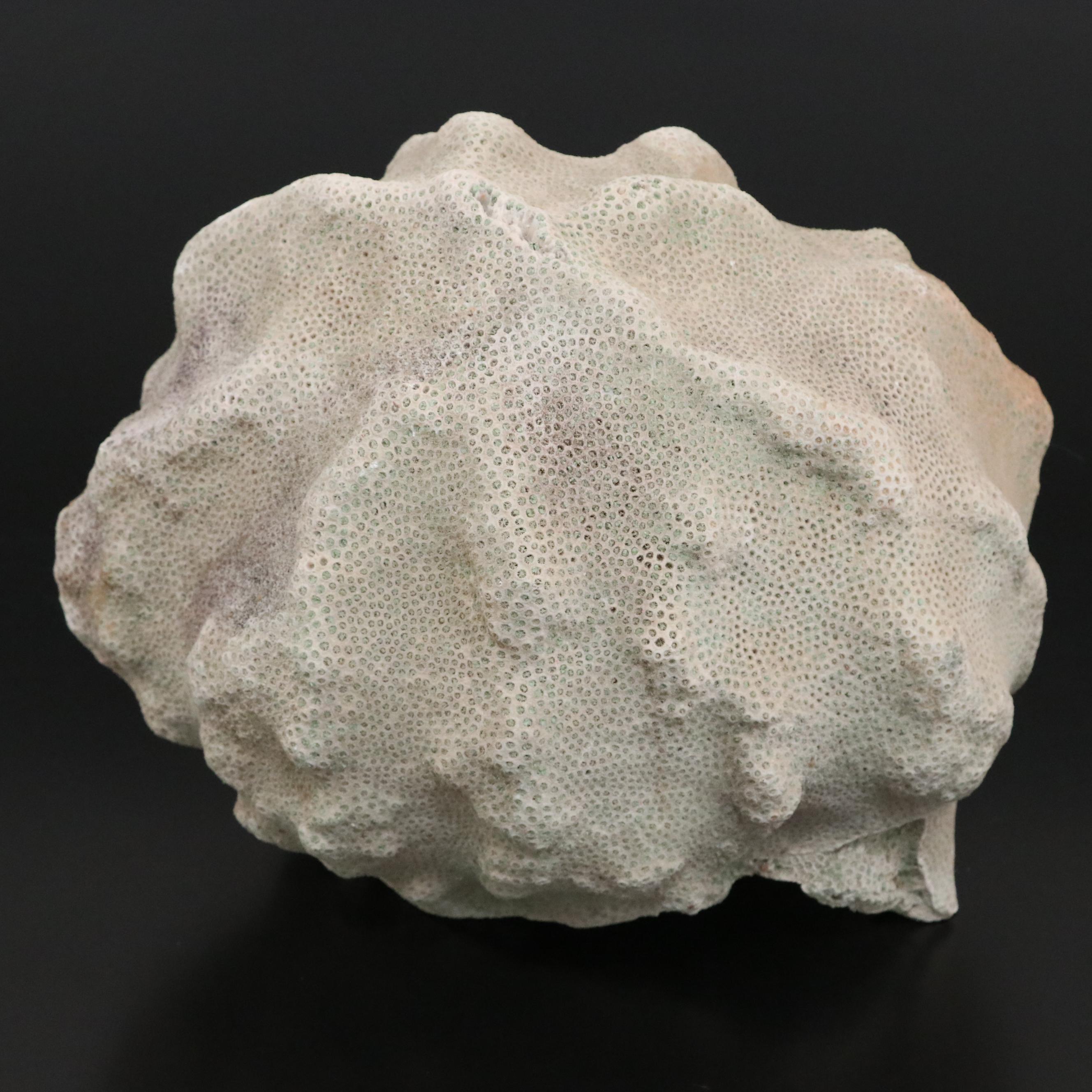 Fossil Scleractinian Boulder Star Coral Specimen