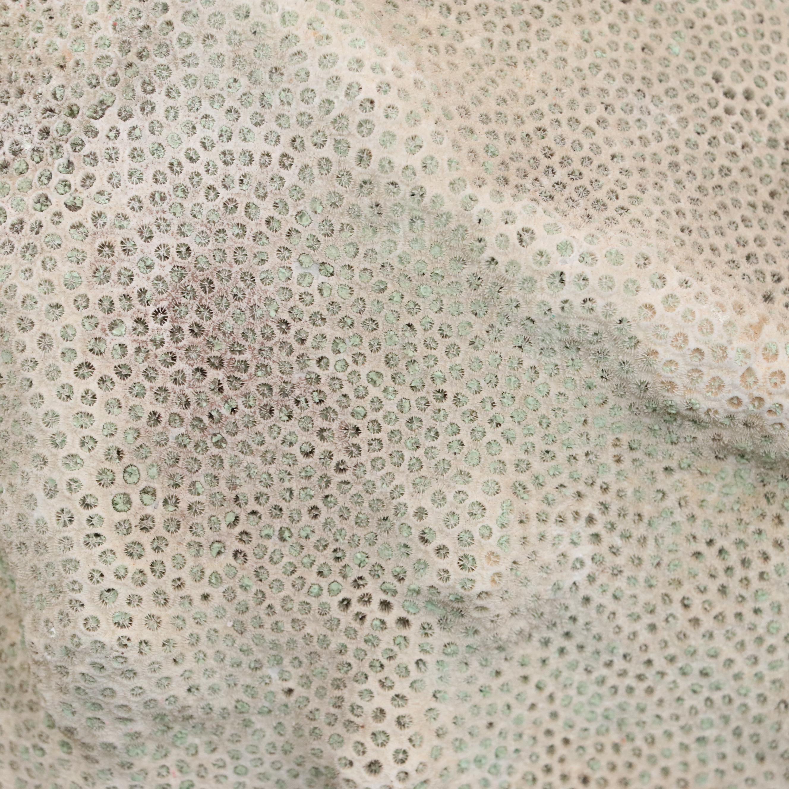 Fossil Scleractinian Boulder Star Coral Specimen