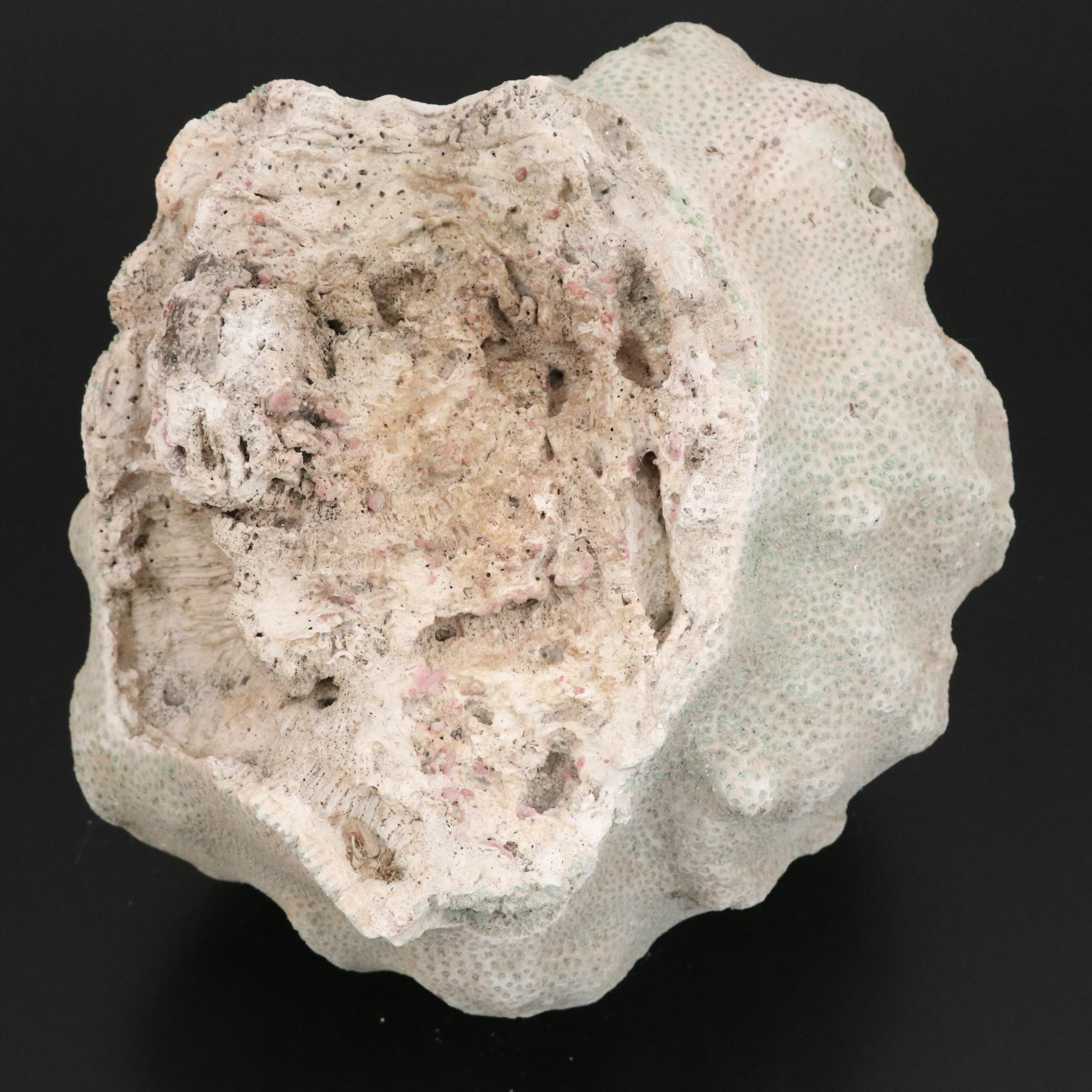 Fossil Scleractinian Boulder Star Coral Specimen