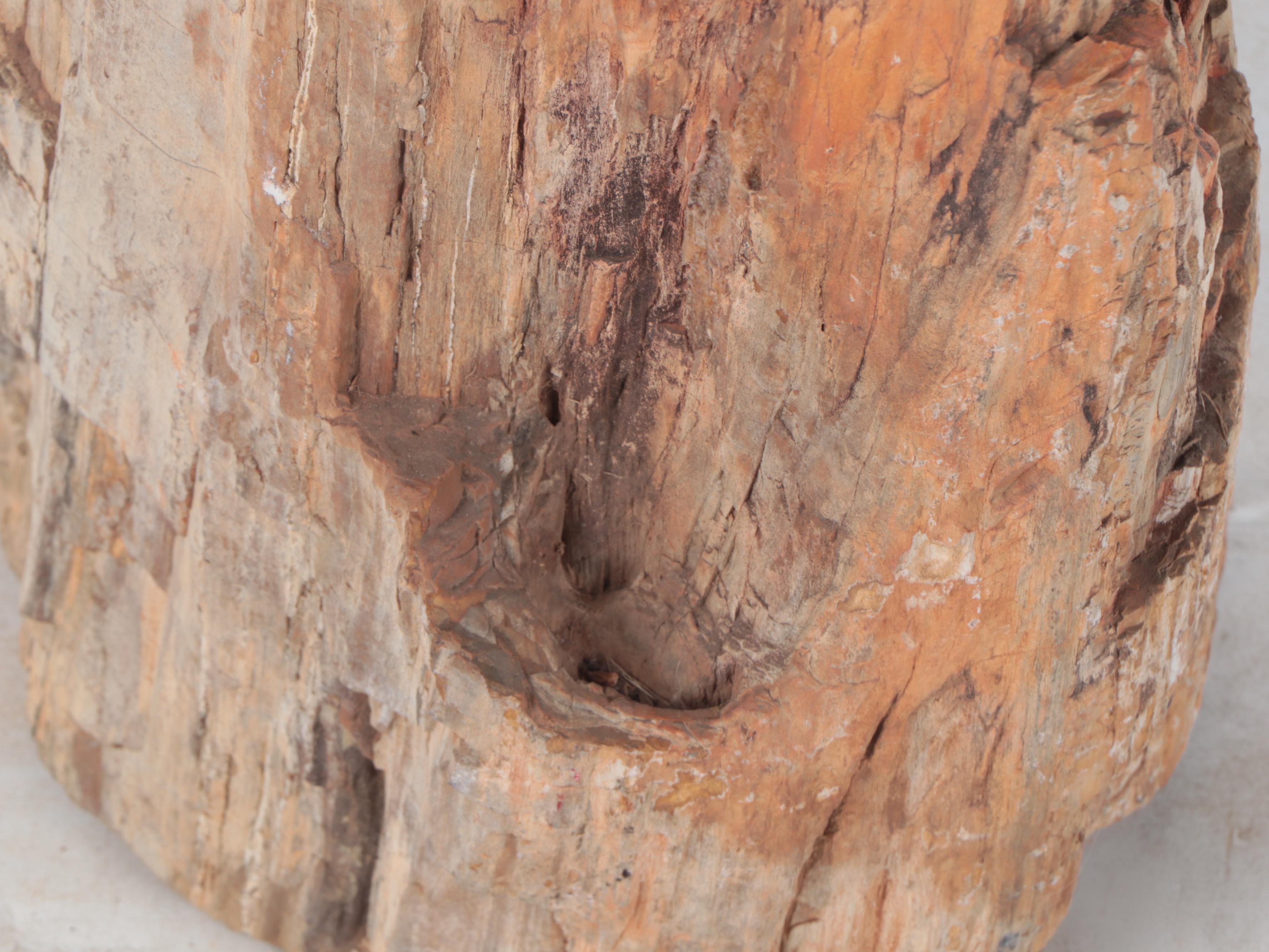 Large Petrified Wood Specimen