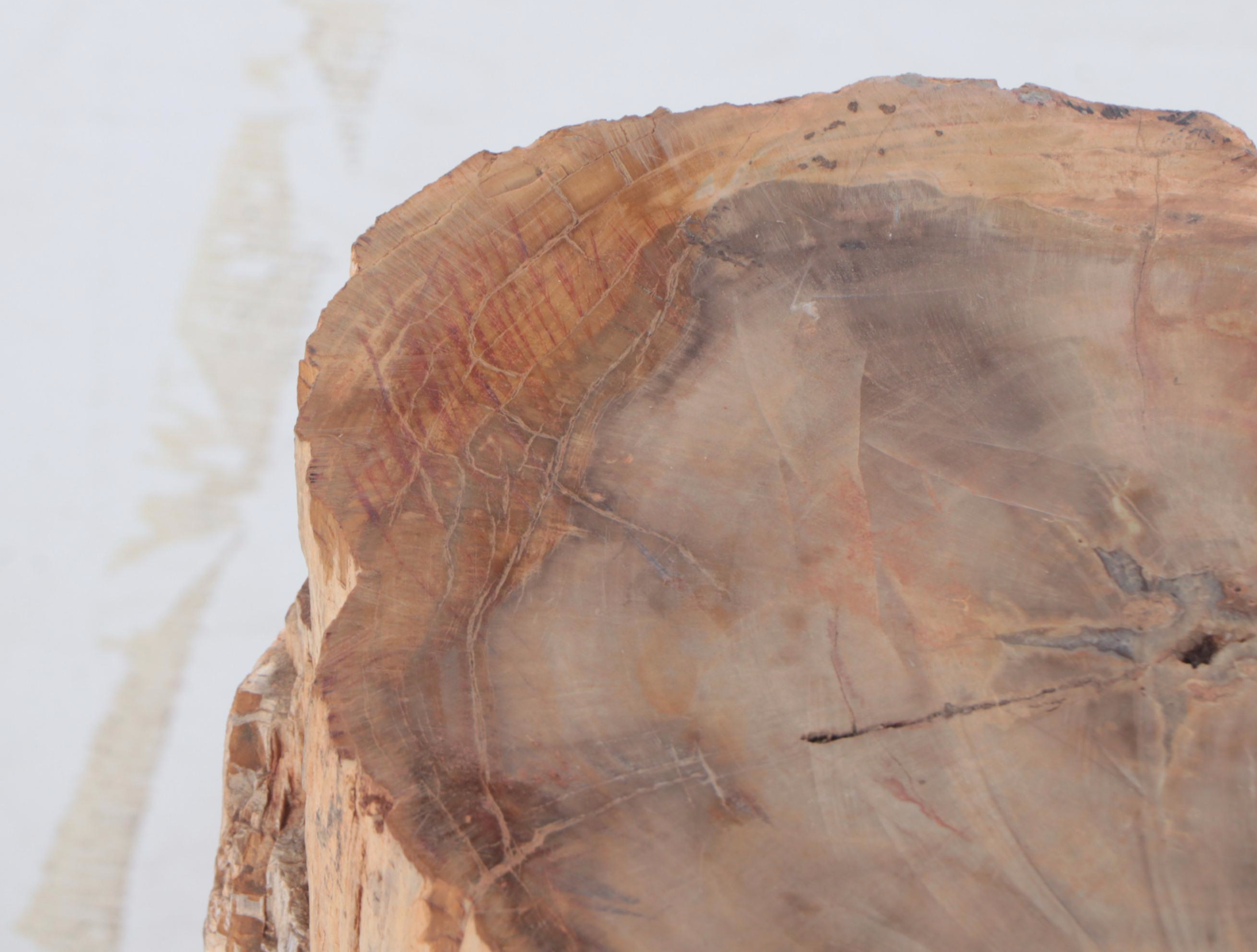 Large Petrified Wood Specimen