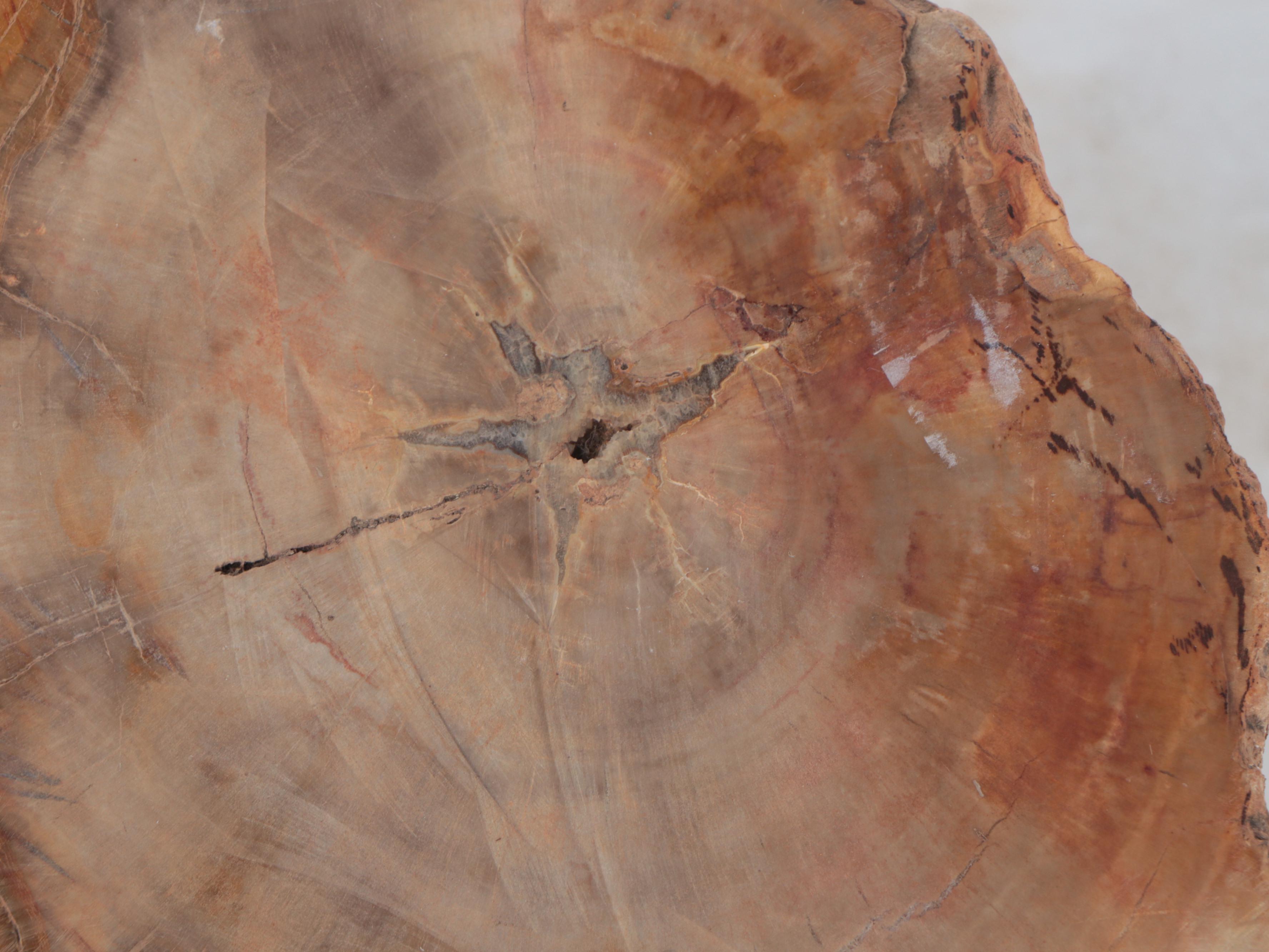 Large Petrified Wood Specimen