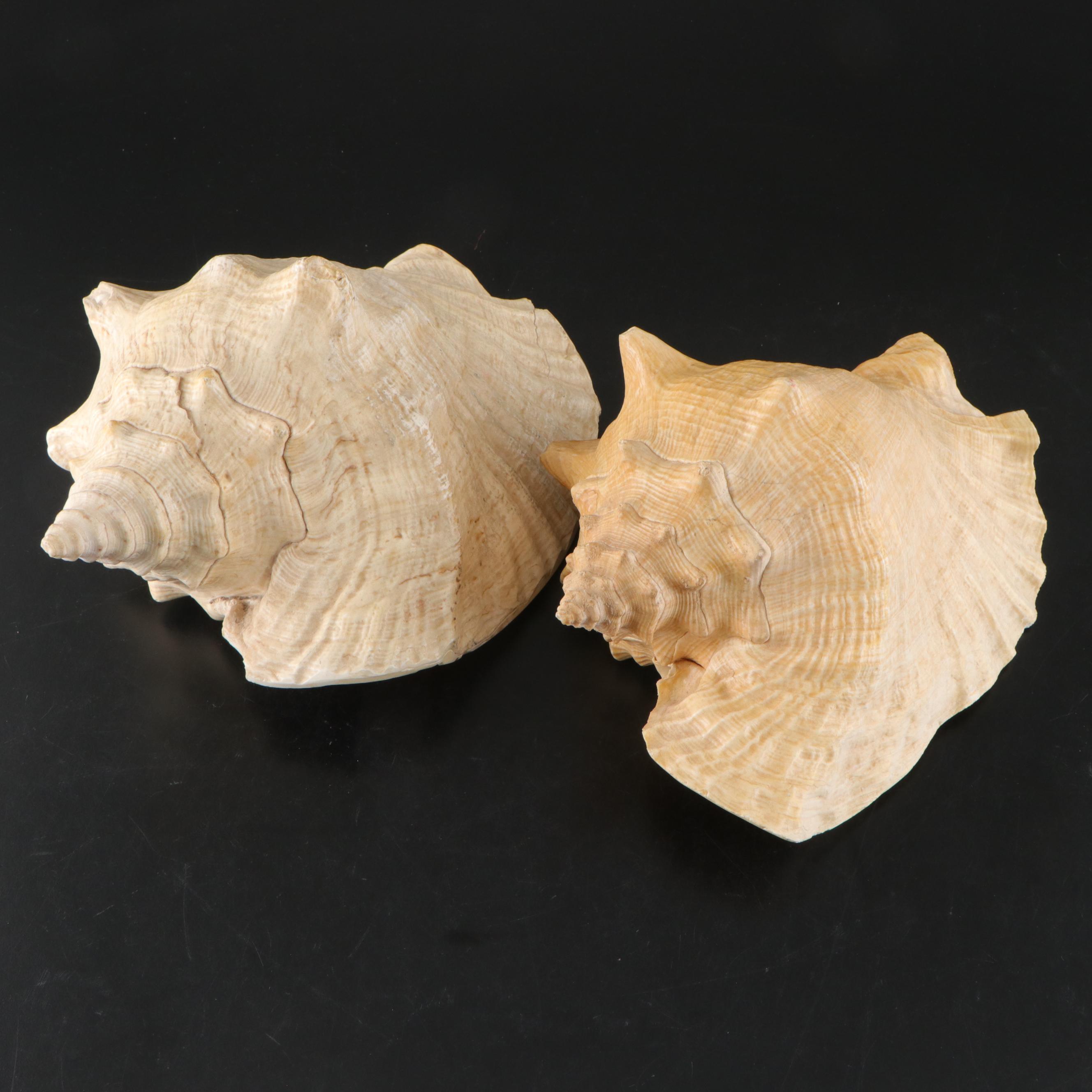 Pair of Queen Conch Shells