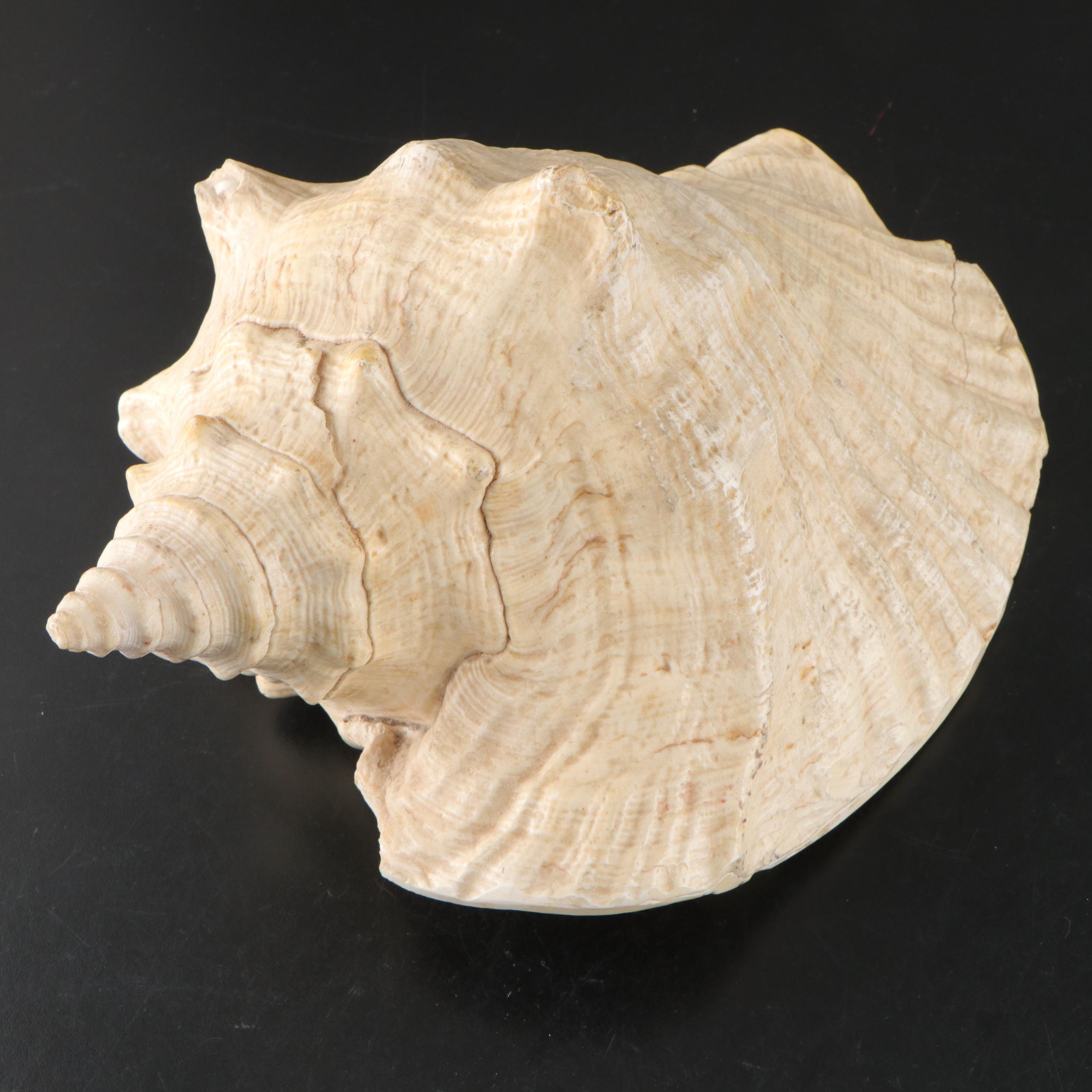Pair of Queen Conch Shells