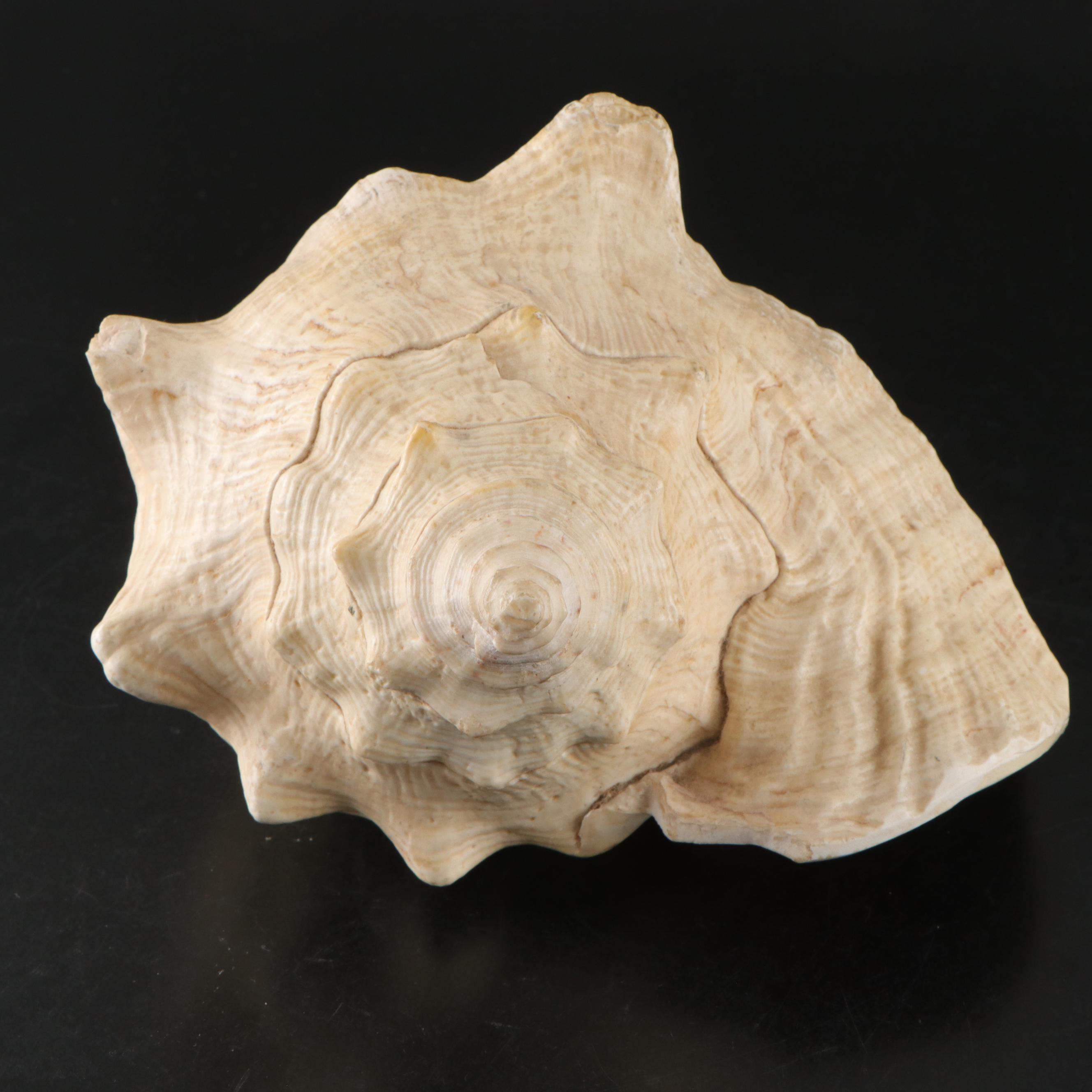 Pair of Queen Conch Shells