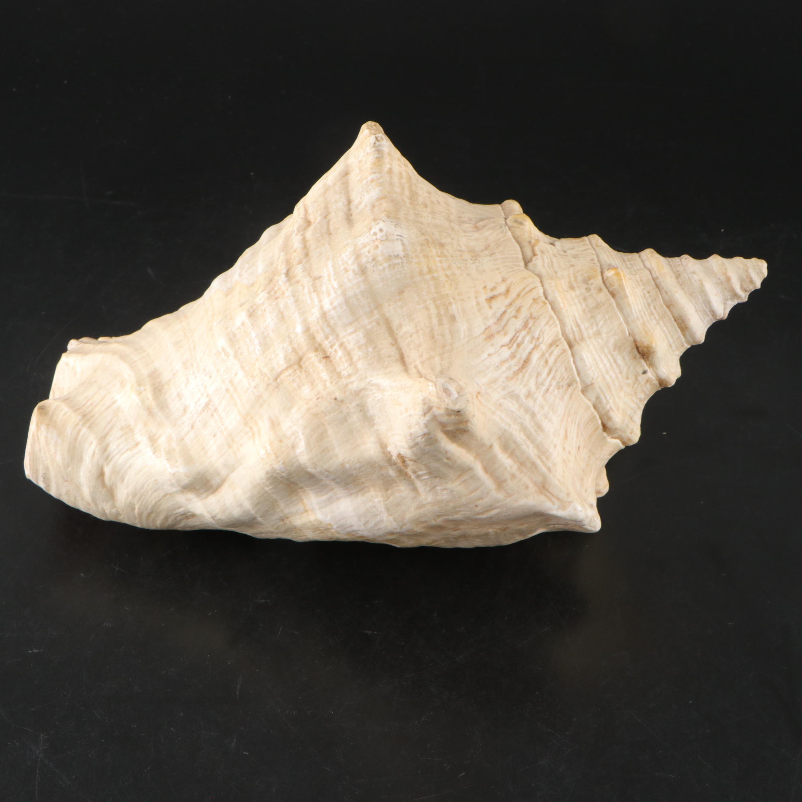 Pair of Queen Conch Shells