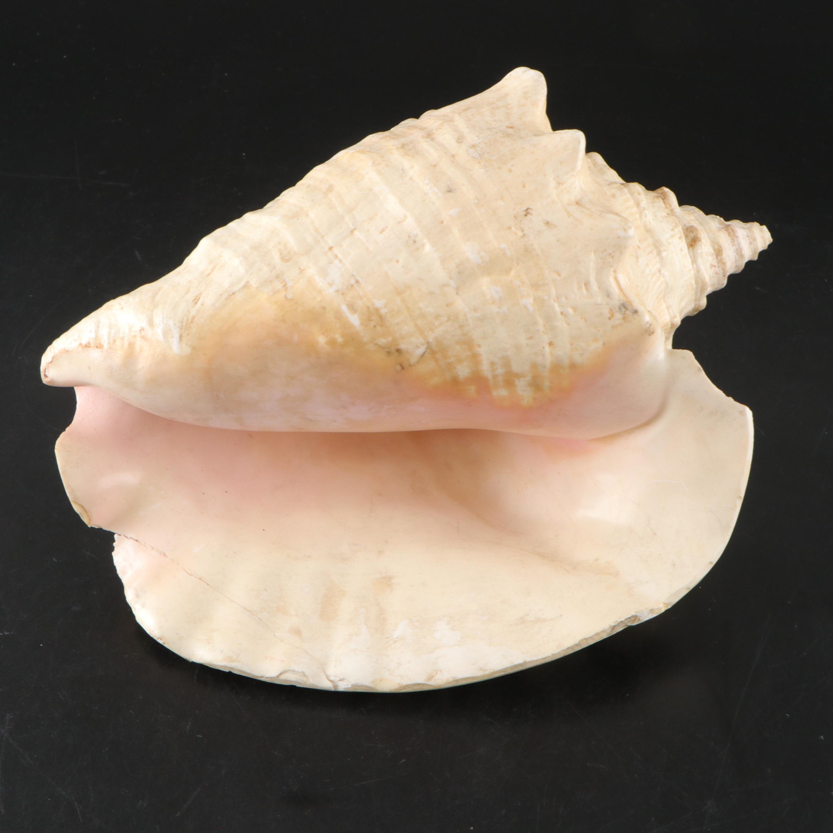 Pair of Queen Conch Shells