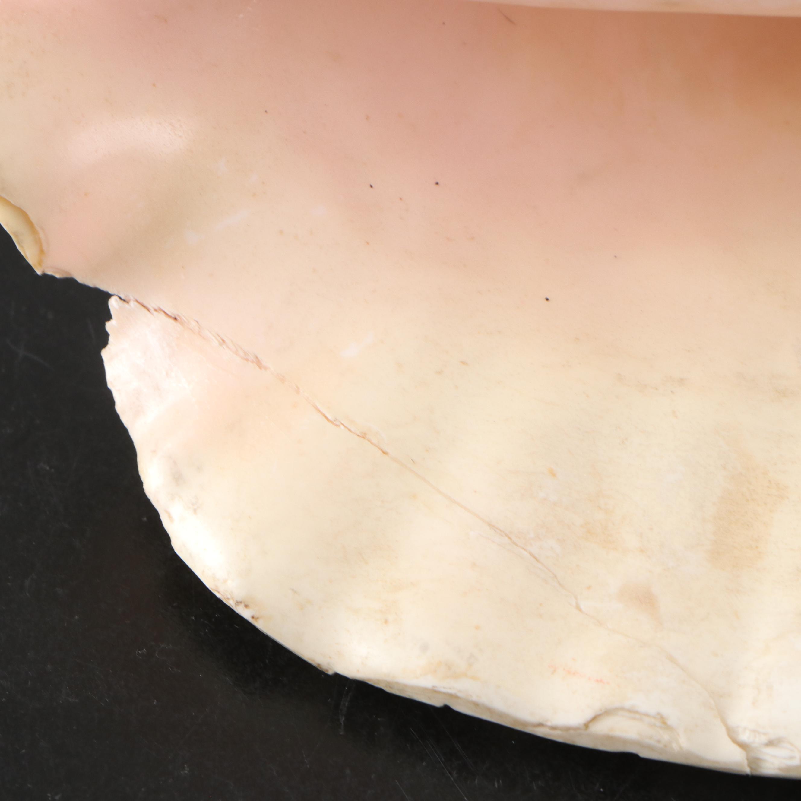 Pair of Queen Conch Shells