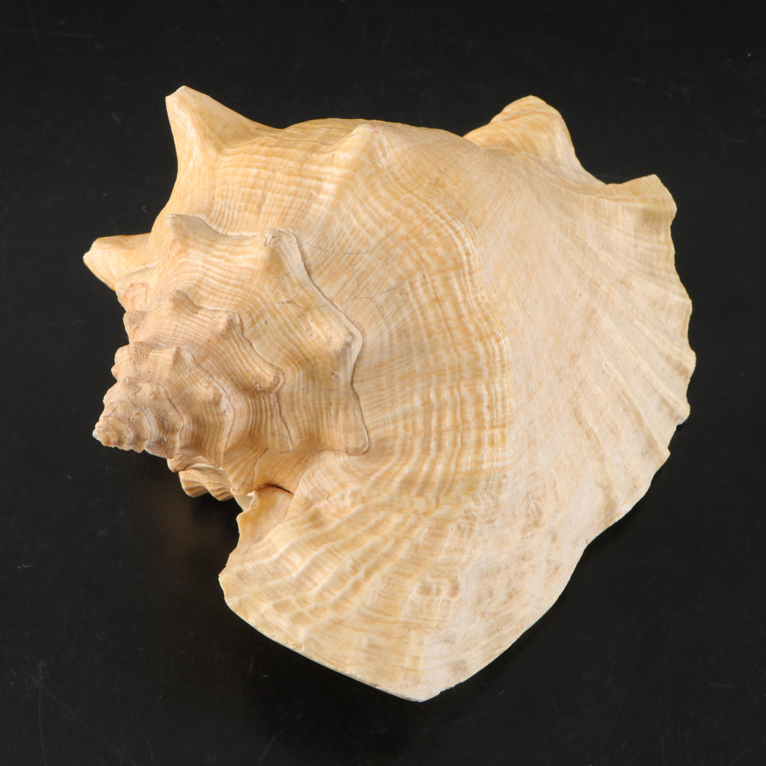 Pair of Queen Conch Shells
