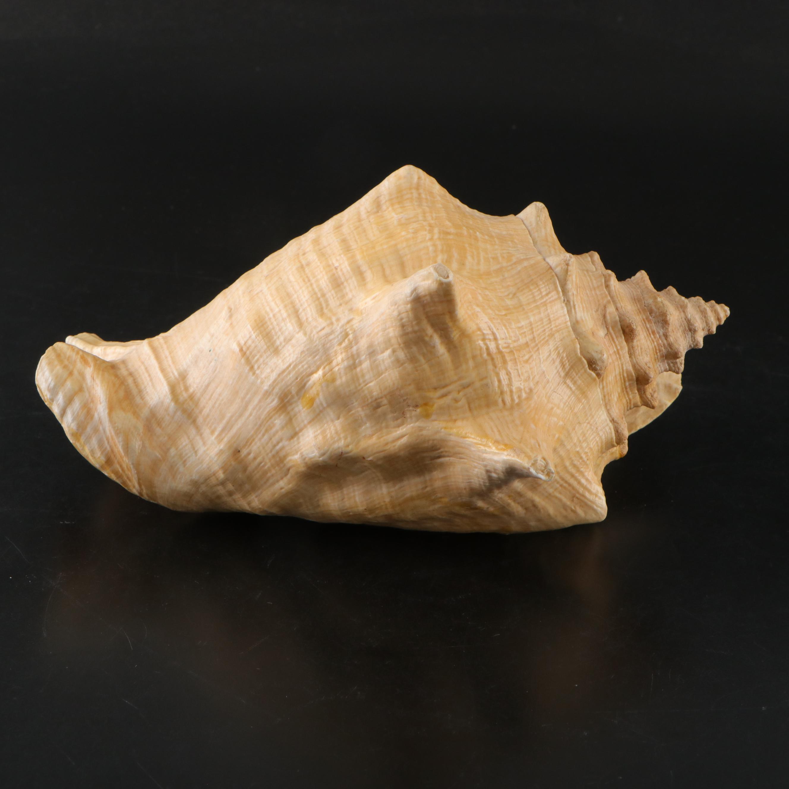 Pair of Queen Conch Shells