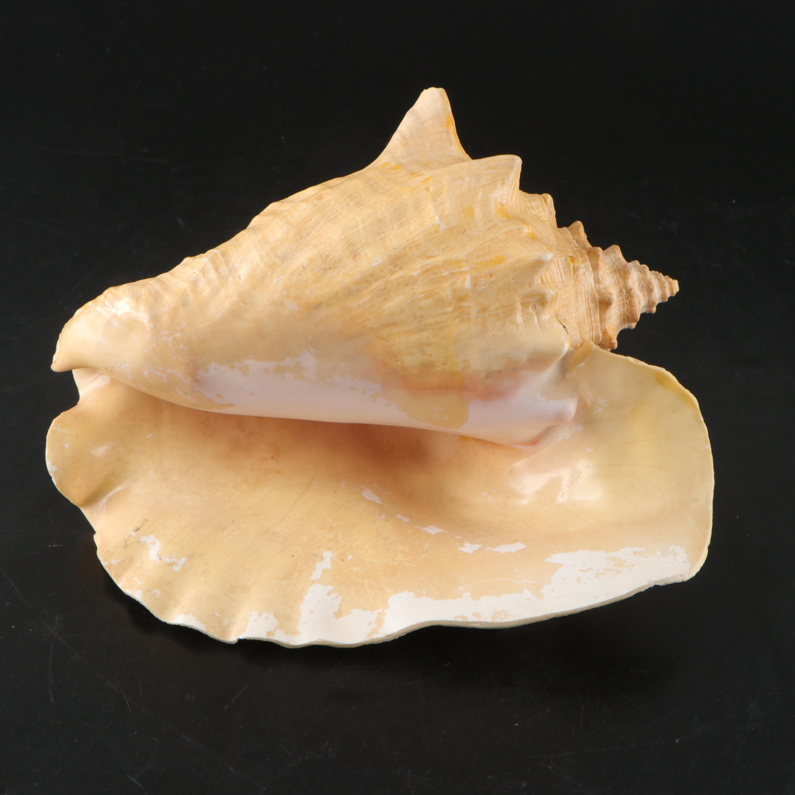 Pair of Queen Conch Shells