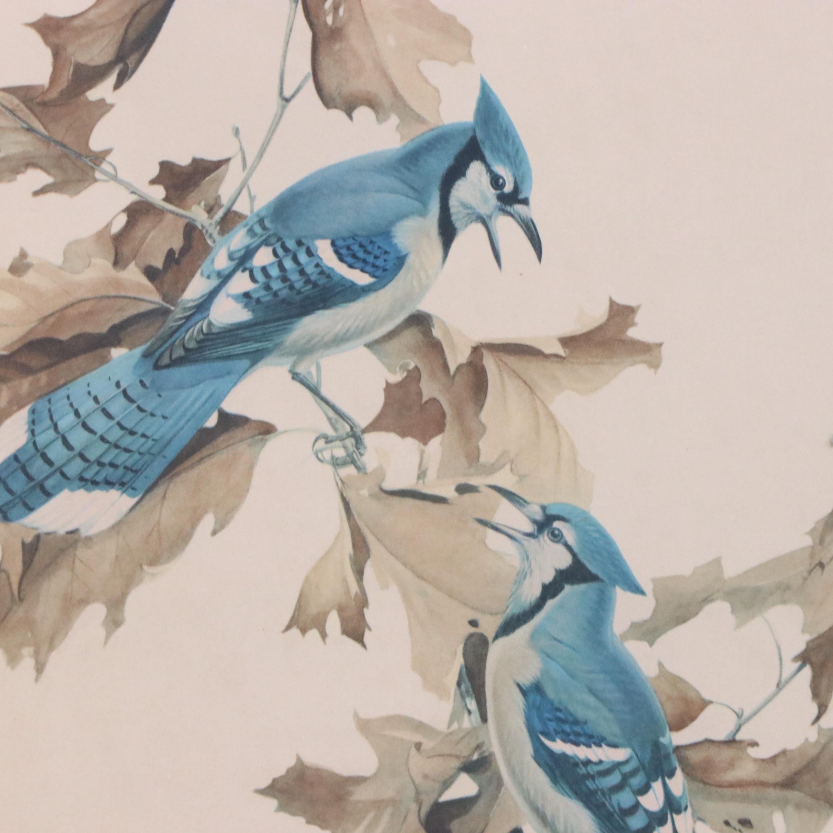 Offset Lithograph After Roger Tory Peterson "Blue Jay"