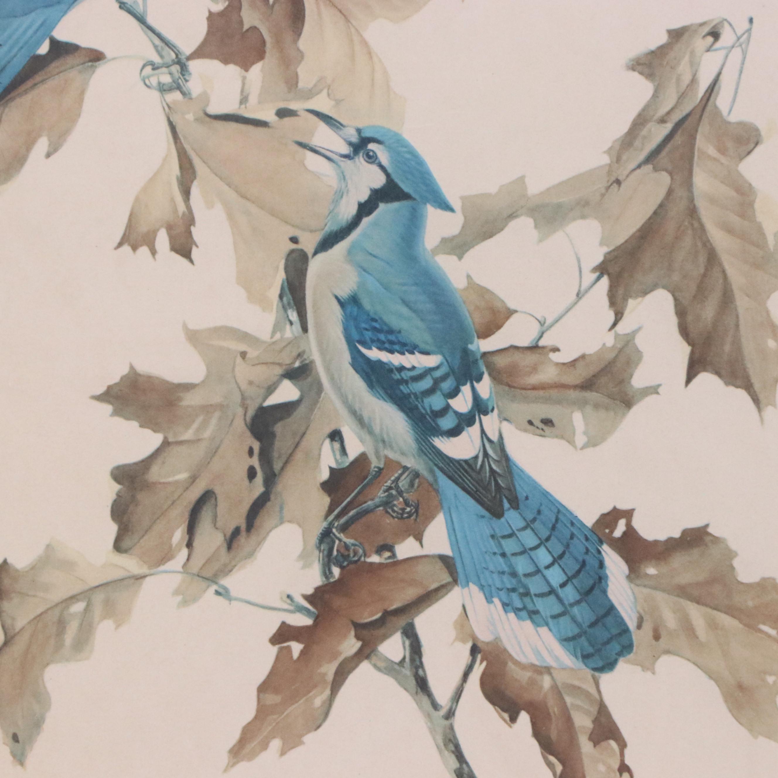 Offset Lithograph After Roger Tory Peterson "Blue Jay"