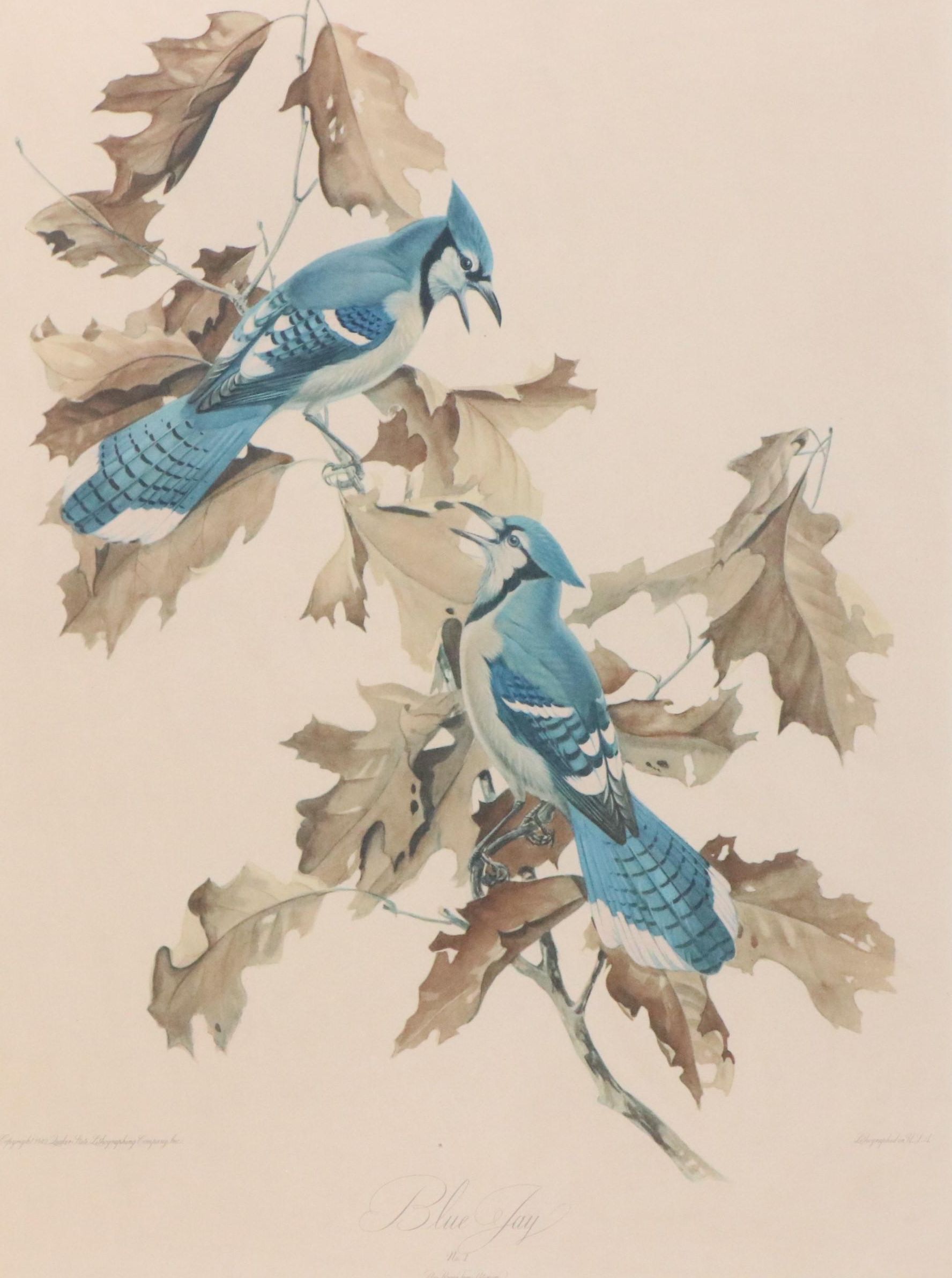 Offset Lithograph After Roger Tory Peterson "Blue Jay"