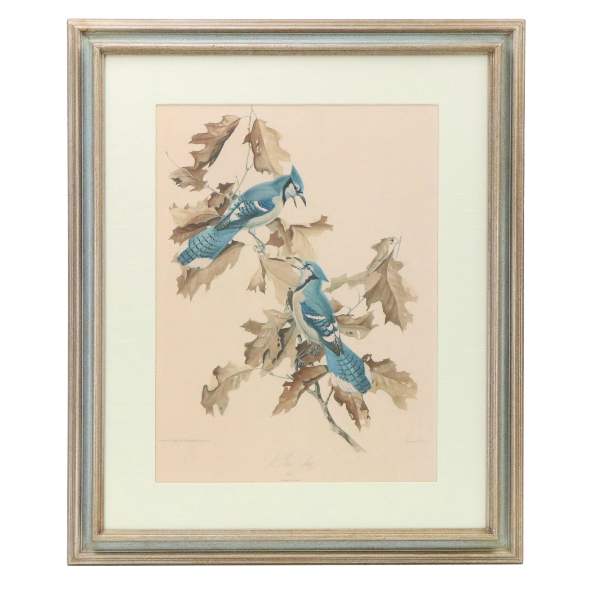 Offset Lithograph After Roger Tory Peterson "Blue Jay"