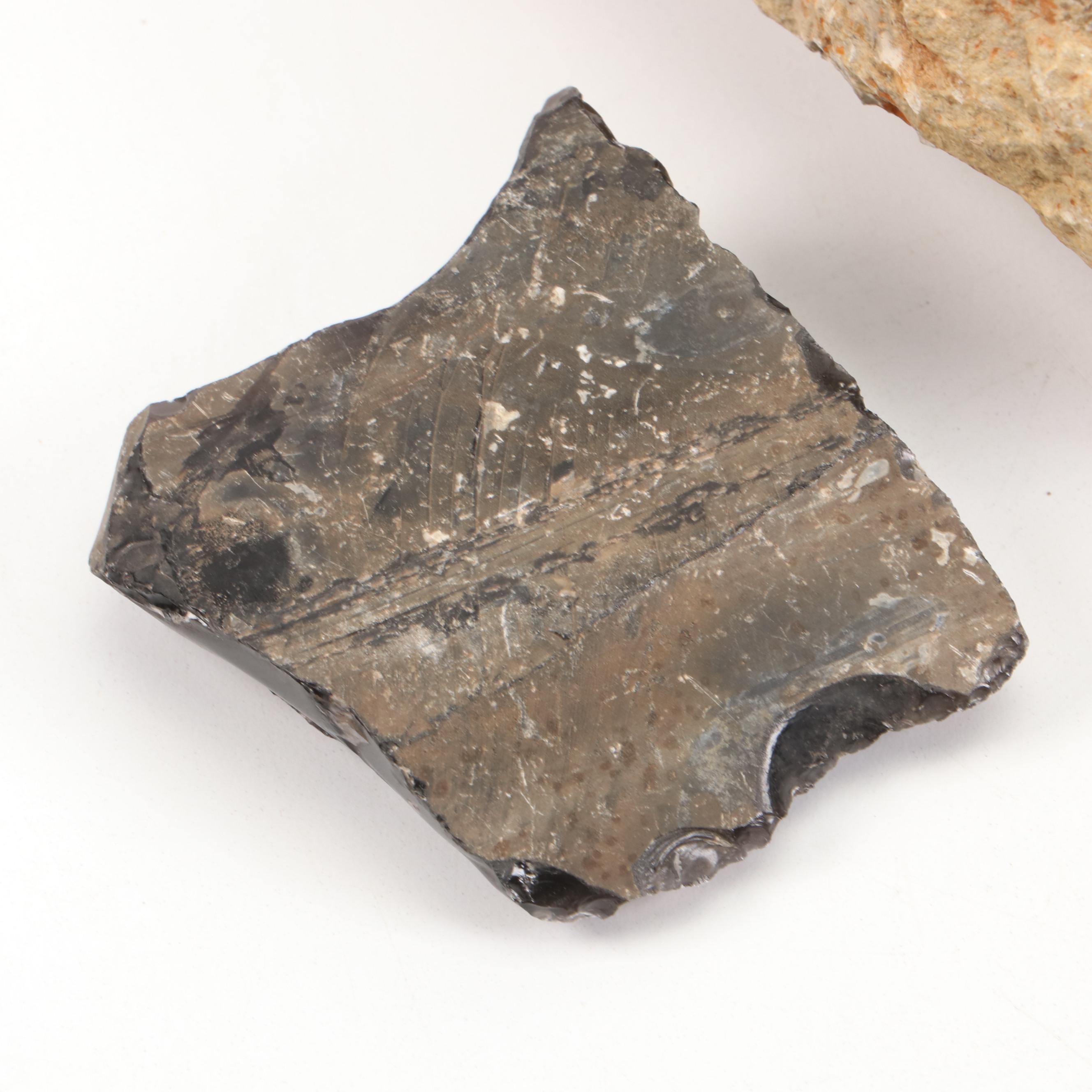 Rough Ammonoid Fossil with Raw Obsidian Specimen