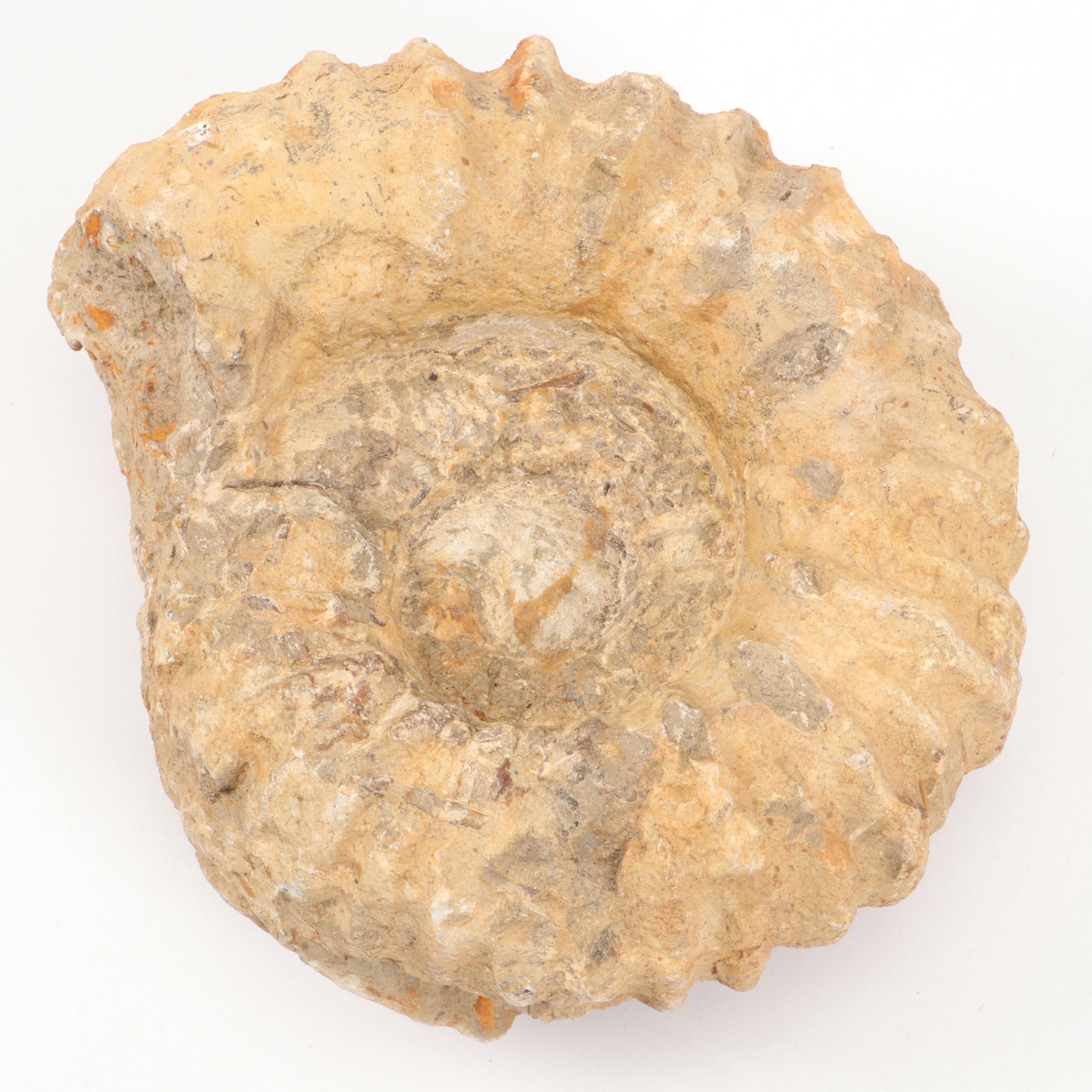 Rough Ammonoid Fossil with Raw Obsidian Specimen
