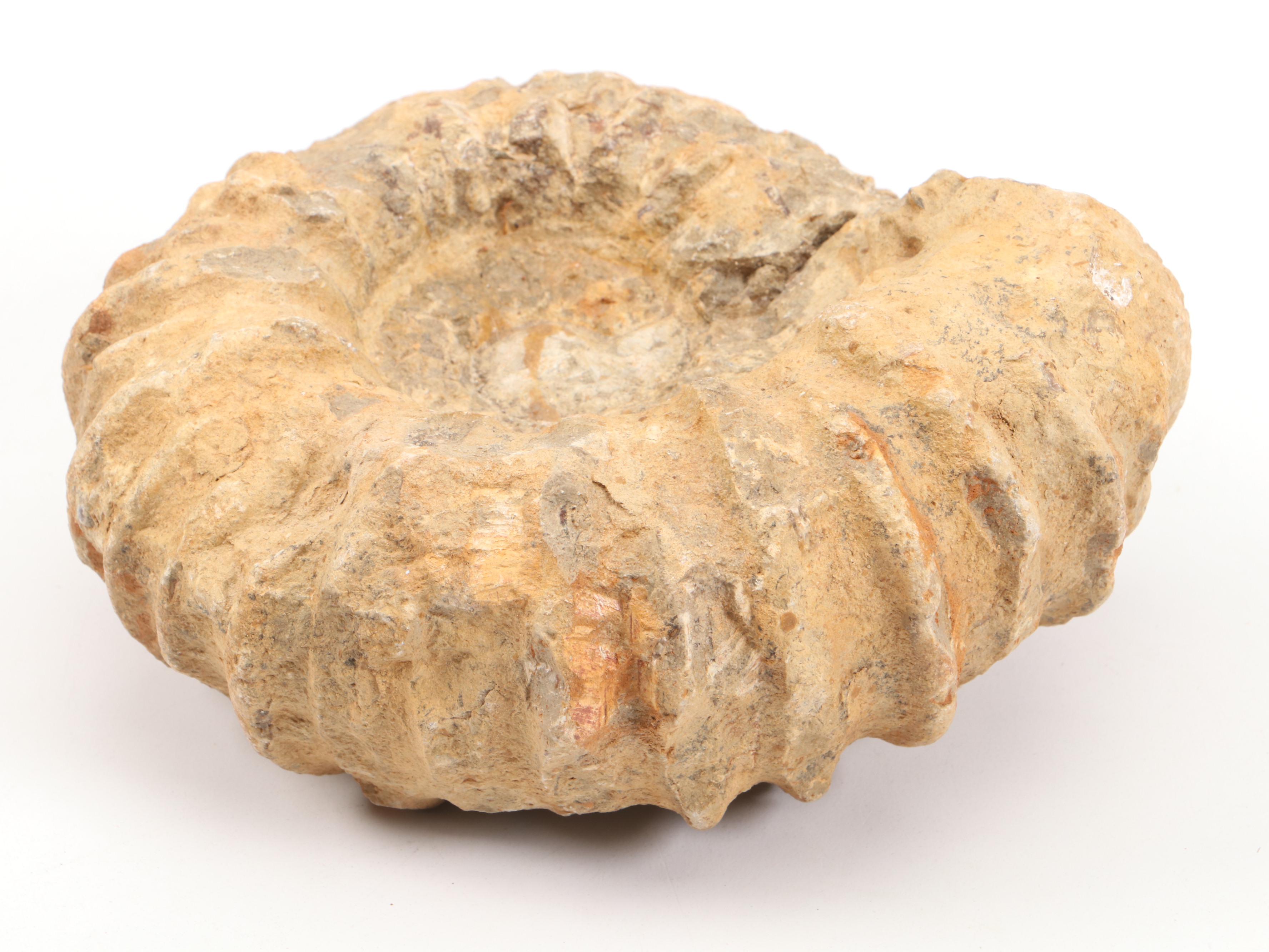 Rough Ammonoid Fossil with Raw Obsidian Specimen