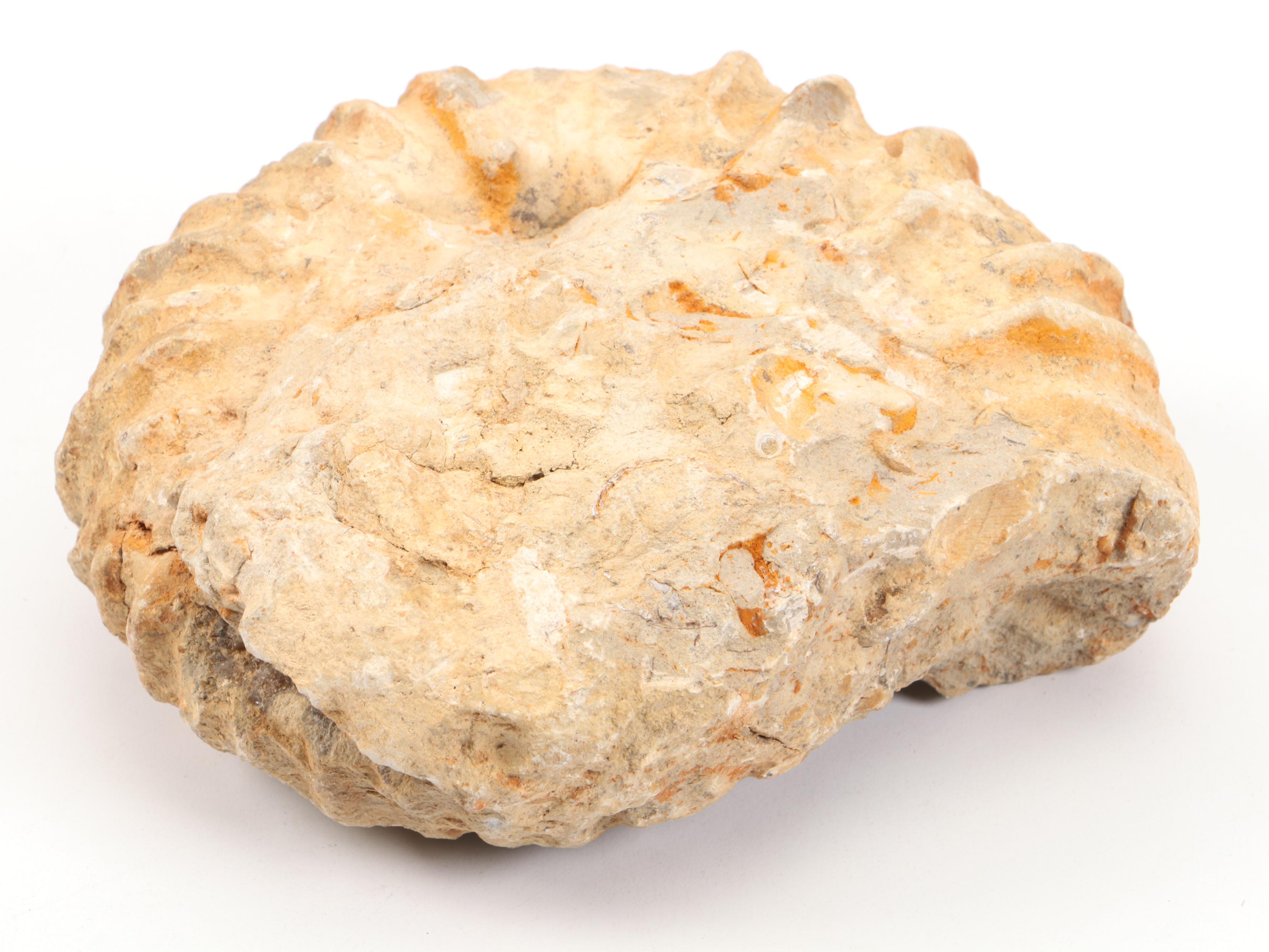 Rough Ammonoid Fossil with Raw Obsidian Specimen