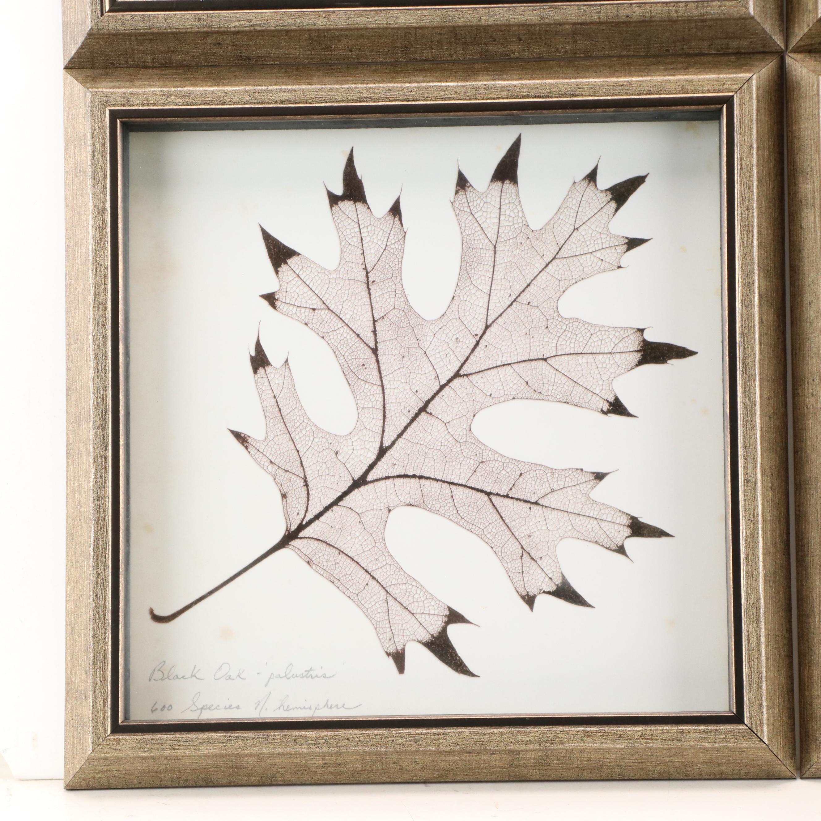 Digital Prints of Leaf Specimens