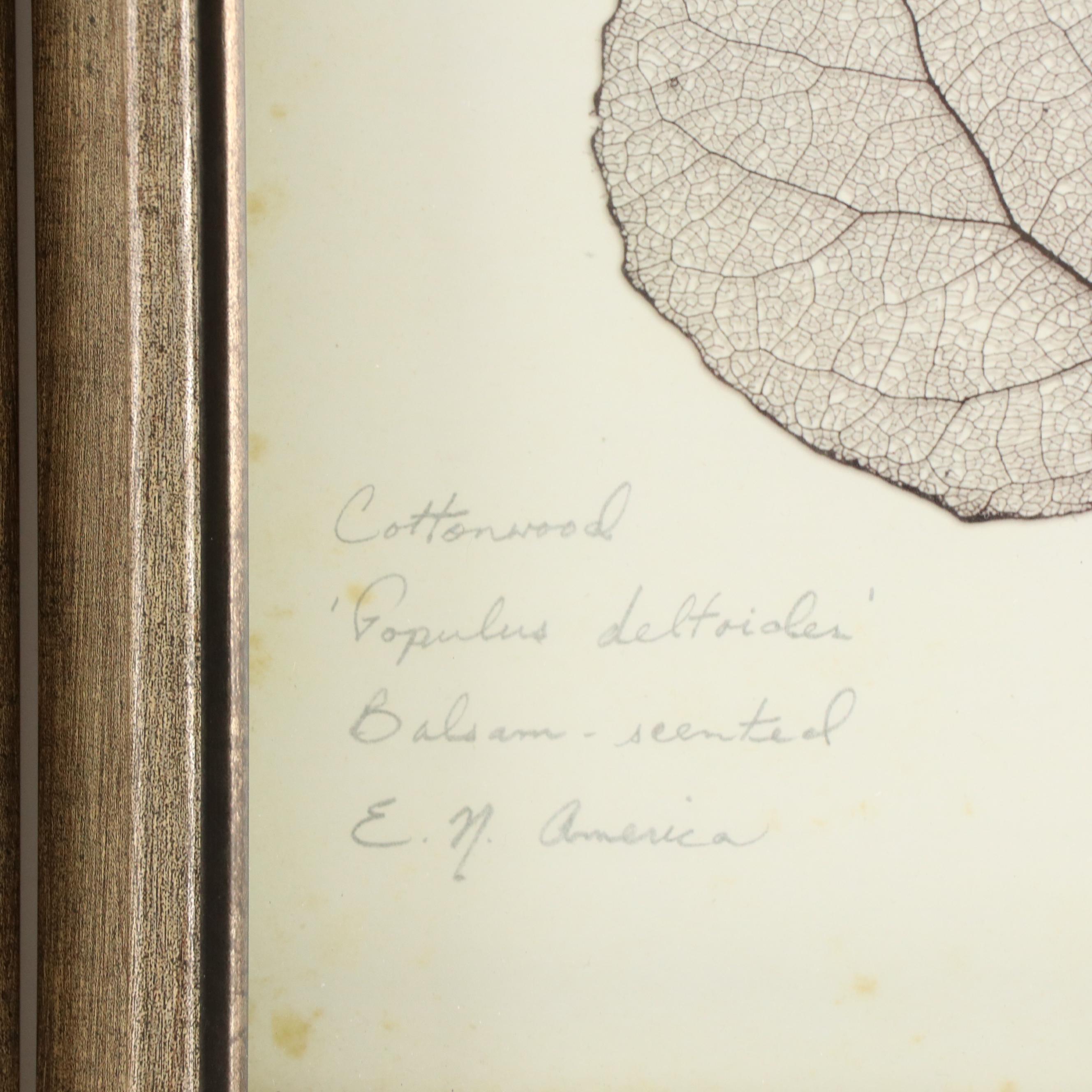 Digital Prints of Leaf Specimens
